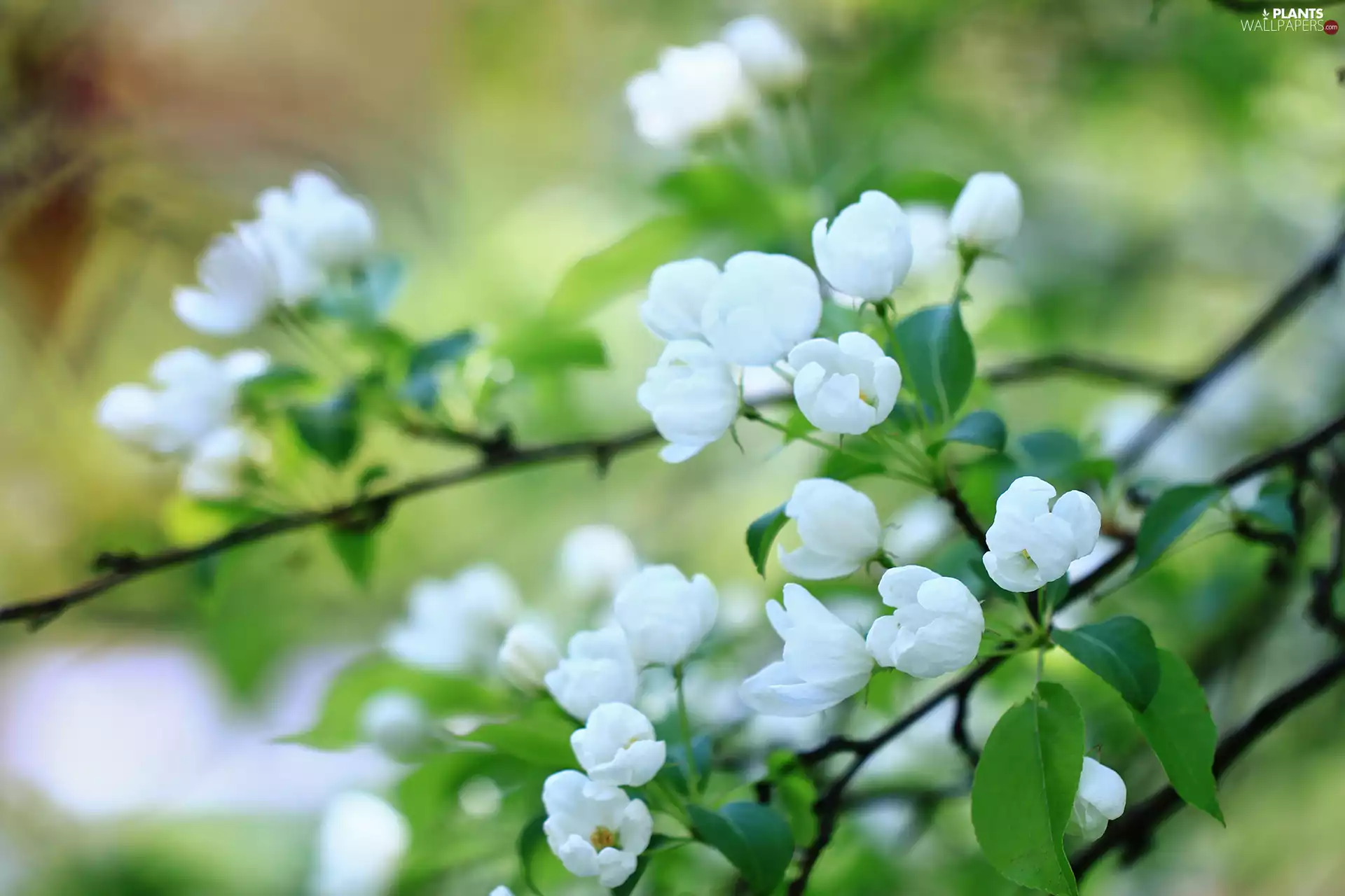 trees, fruit, Flowers, apple-tree, White
