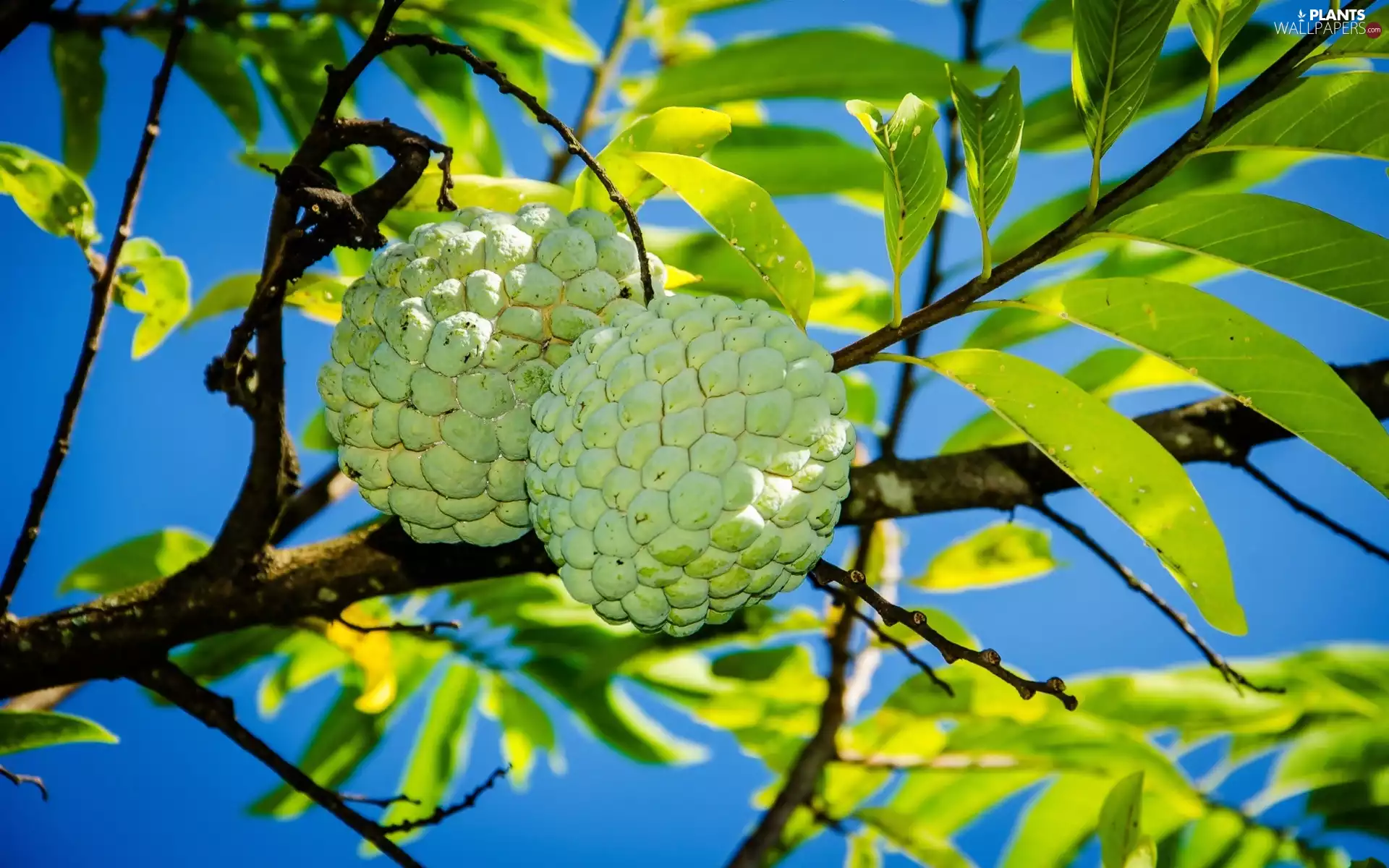 trees, Annona Squamosa, apples, sugar, Fruits