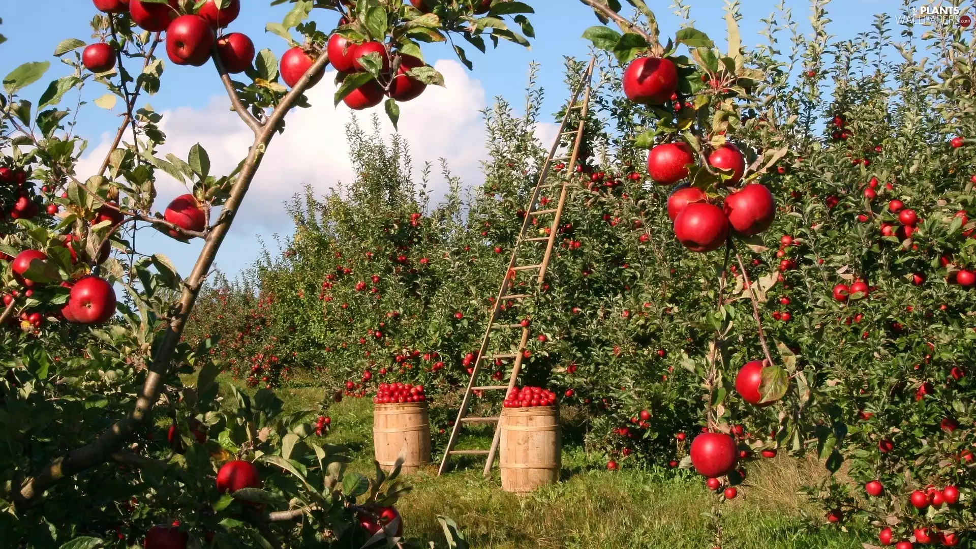 viewes, orchard, drums, apples, Ladder, trees