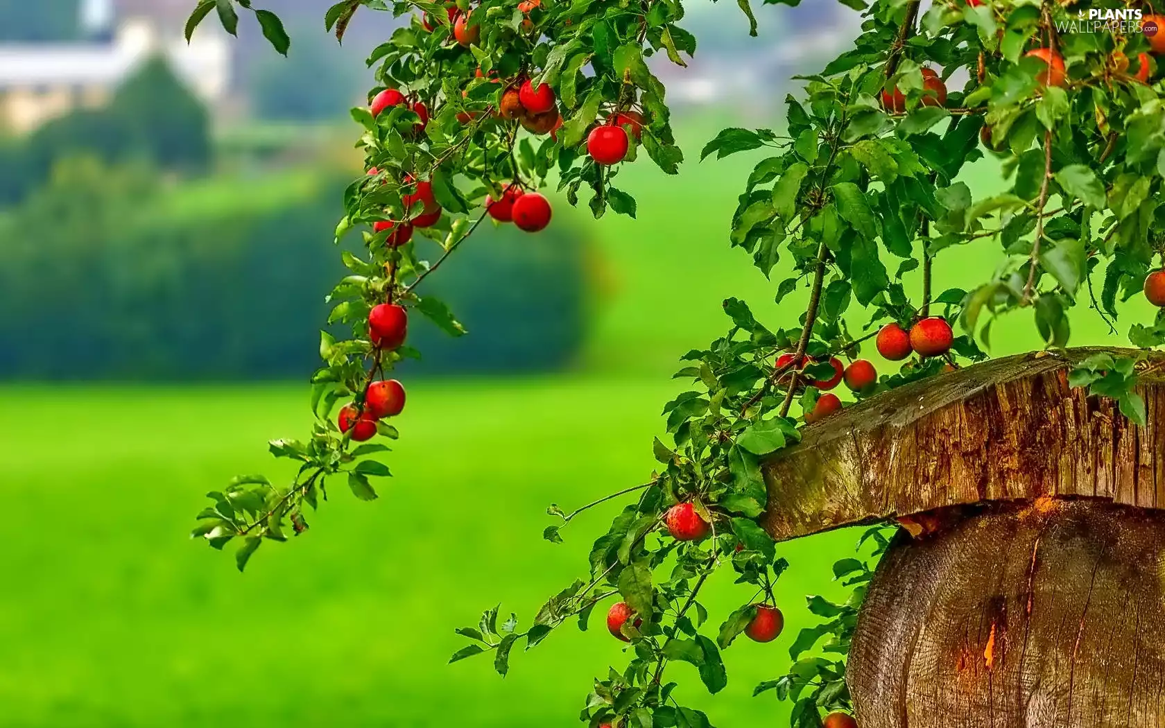 trunk, apple-tree, apples