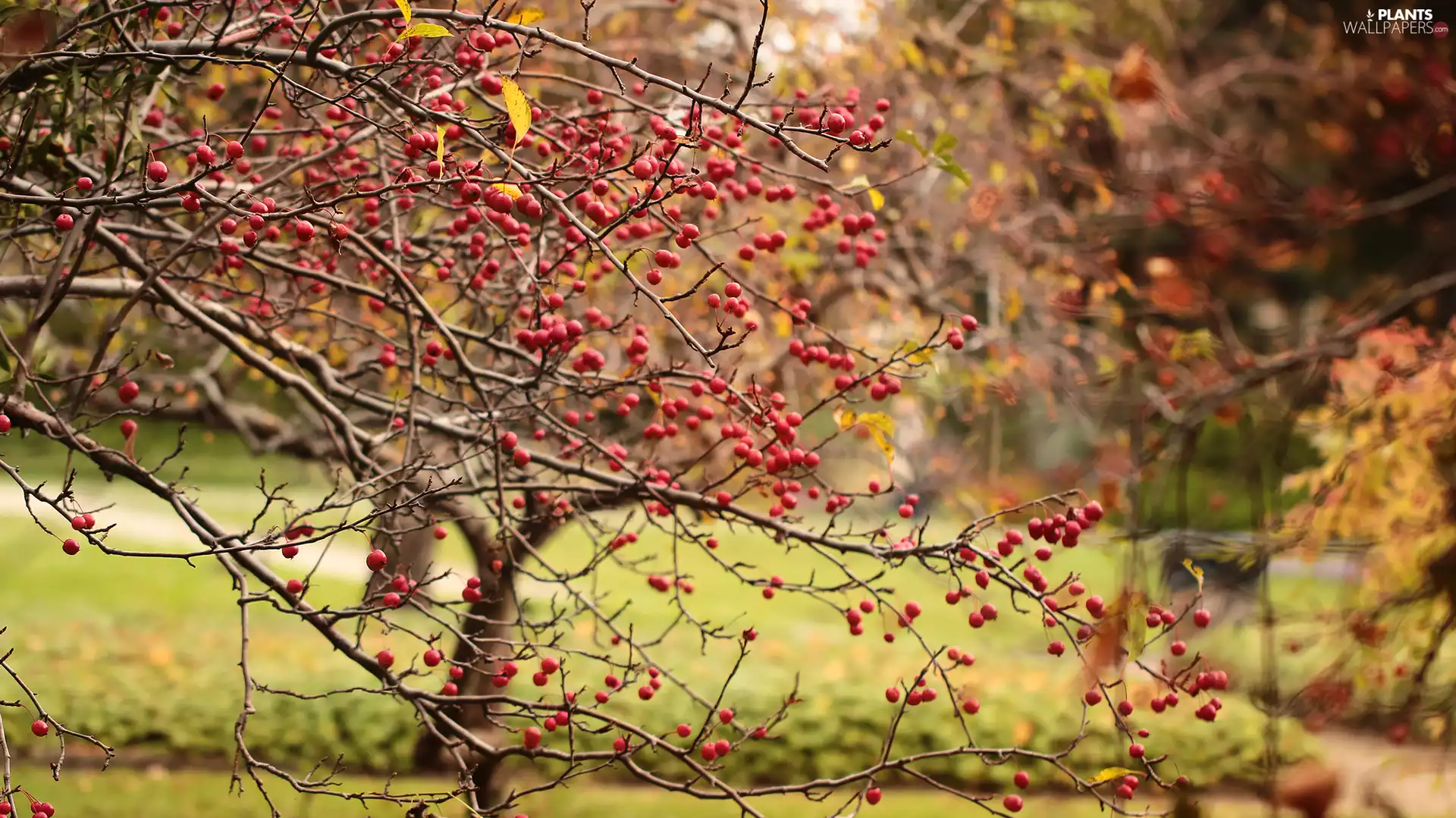 Paradise, apples, viewes, fruit, trees