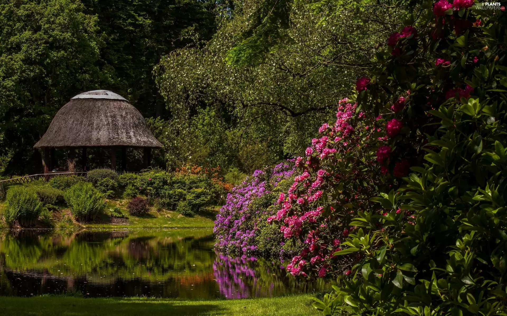 rhododendron, Pond - car, arbour, azalea, Park