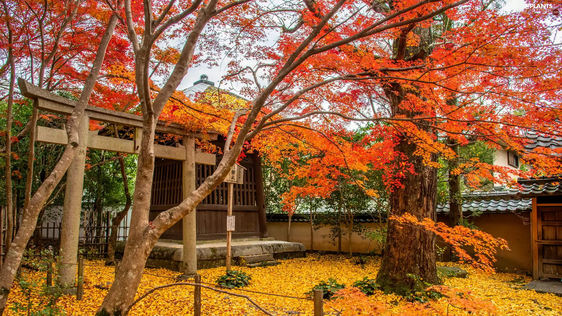 Orange, trees, autumn, arbour, Leaf, viewes