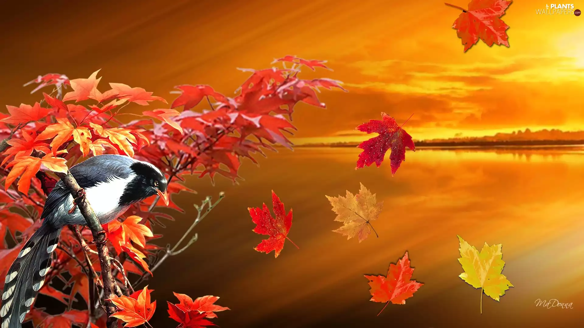 twig, Art, Leaf, Bird, color