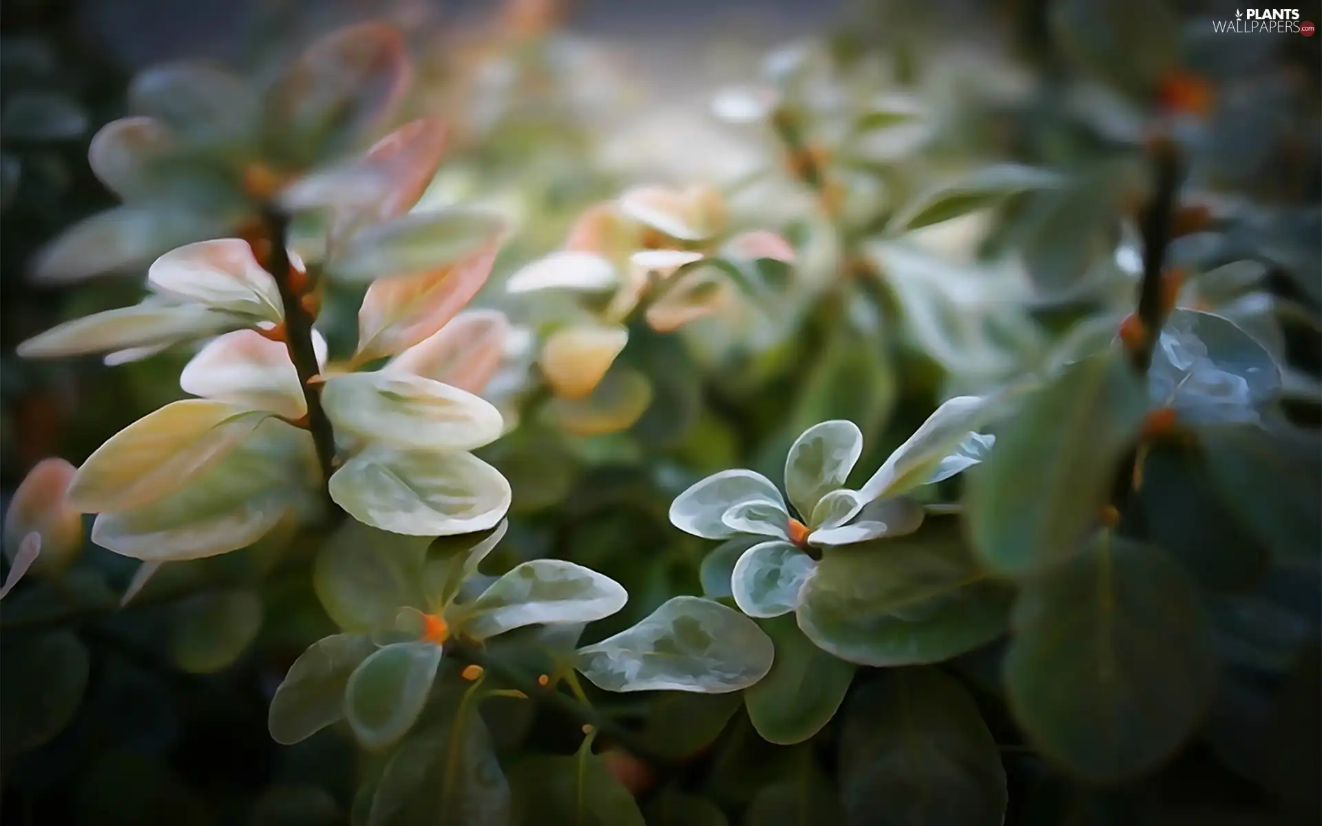 plant, Close, Art, Leaf