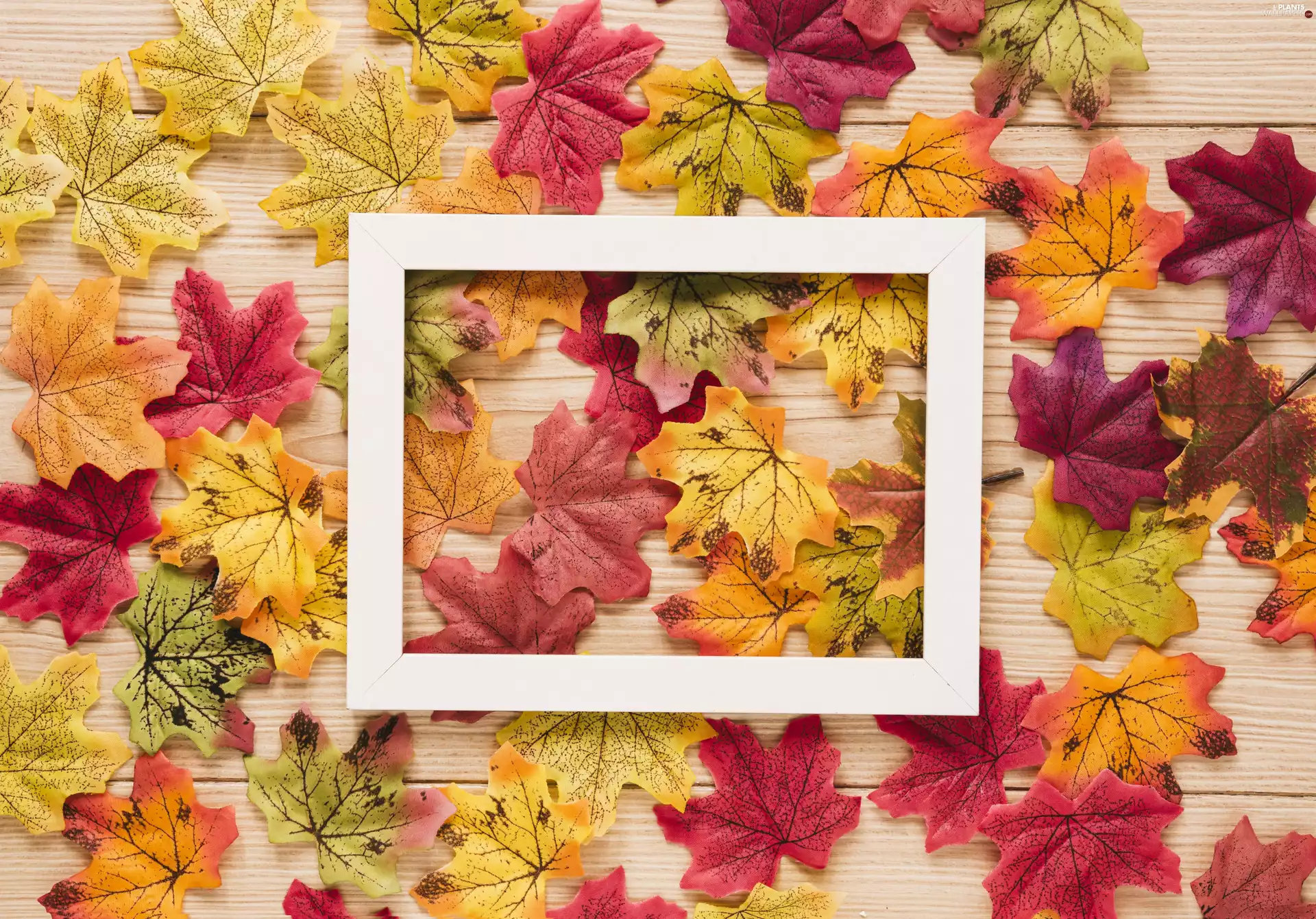 color, Leaf, frame, Artificial