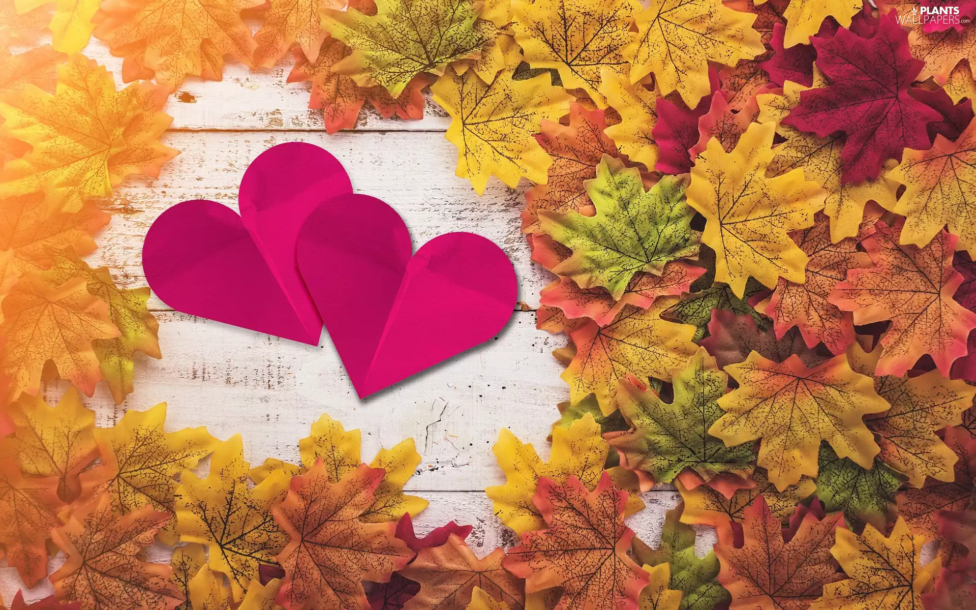 Two cars, heart, Artificial, Leaf, color