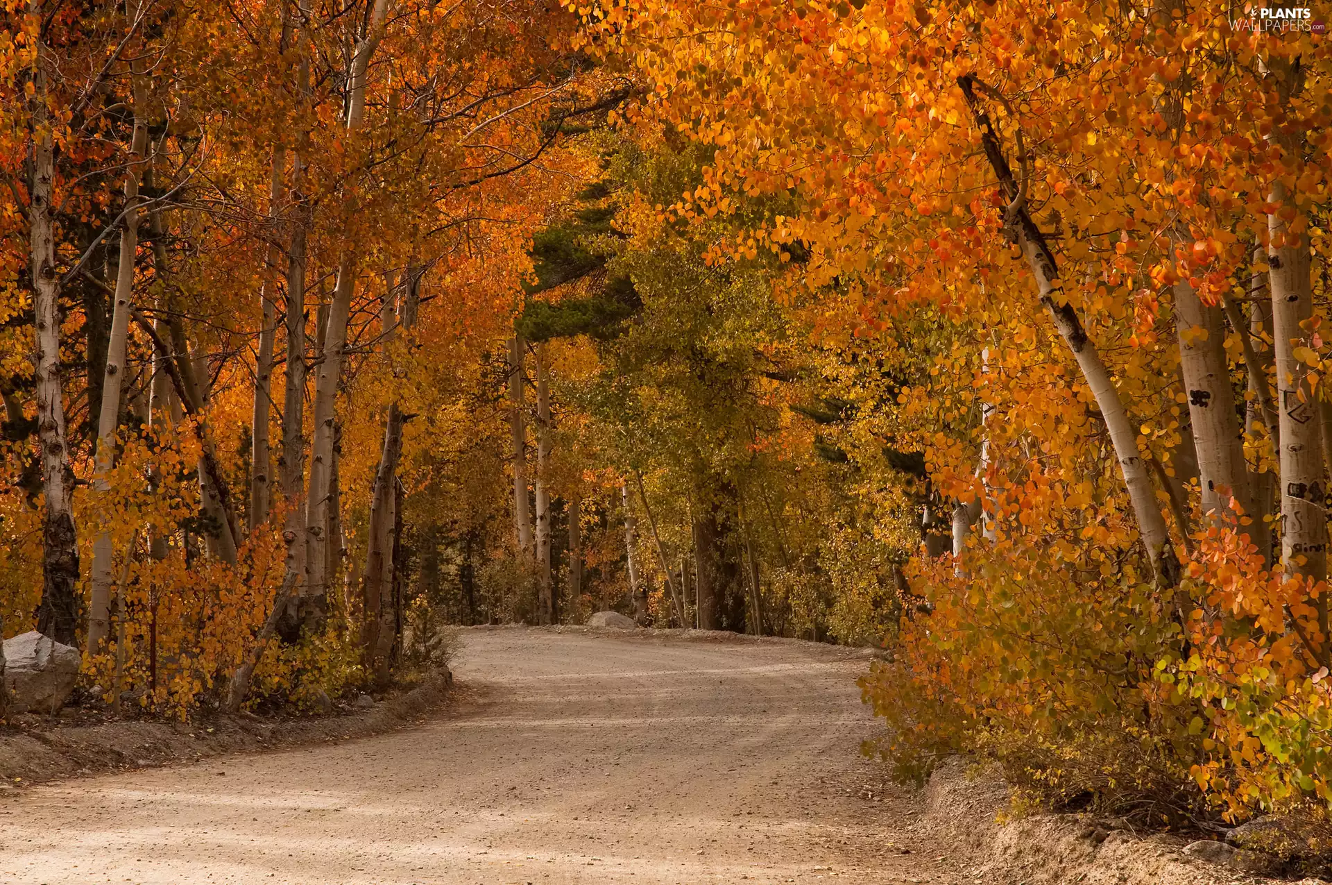 trees, autumn, Quaking Aspen, Way, viewes, forest