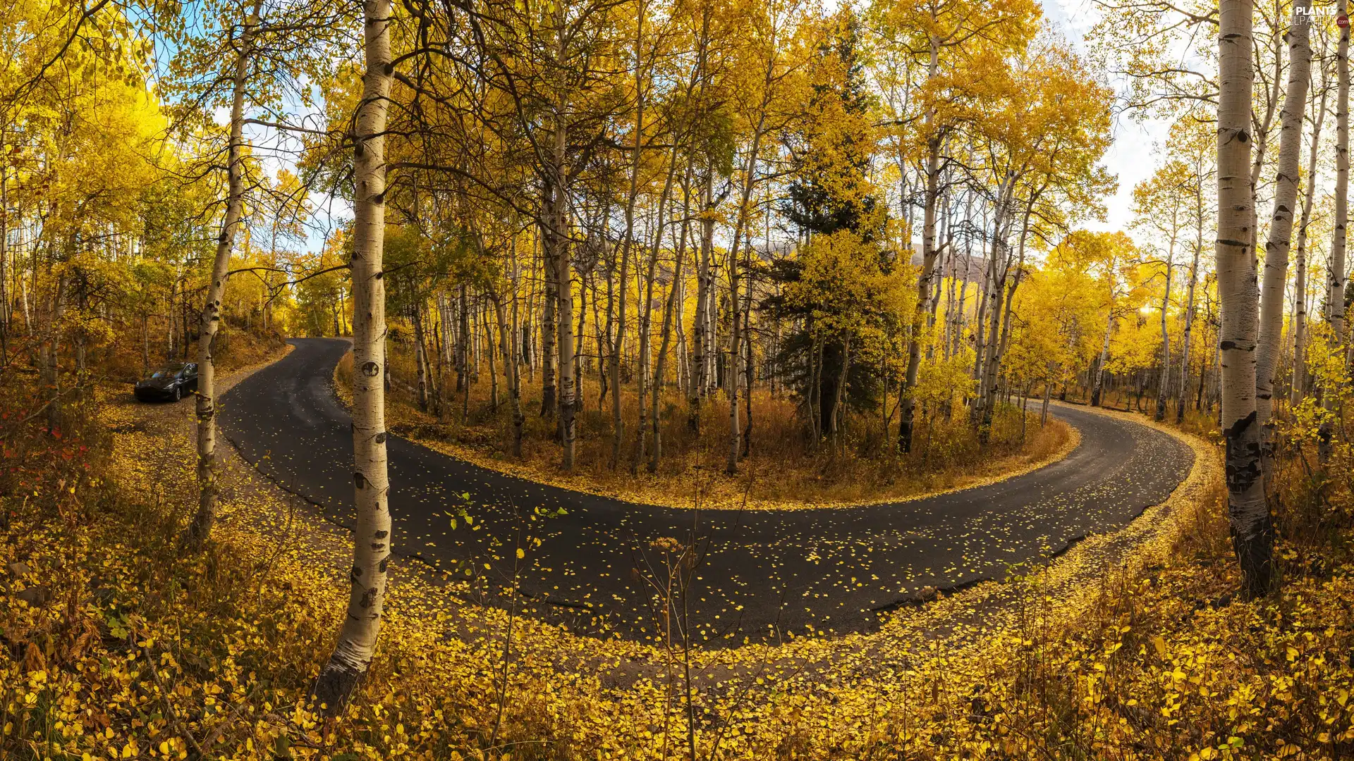 trees, autumn, Quaking Aspen, Leaf, viewes, Way