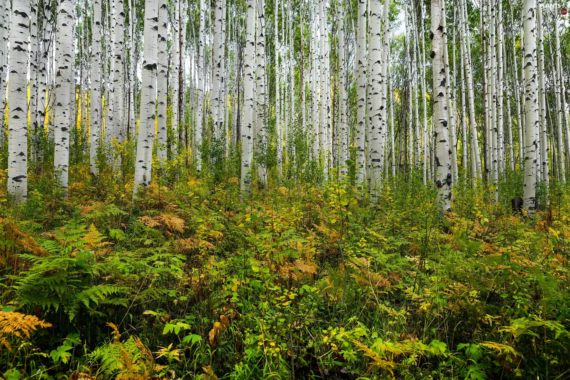 viewes, forest, Quaking Aspen, Plants, Stems, trees