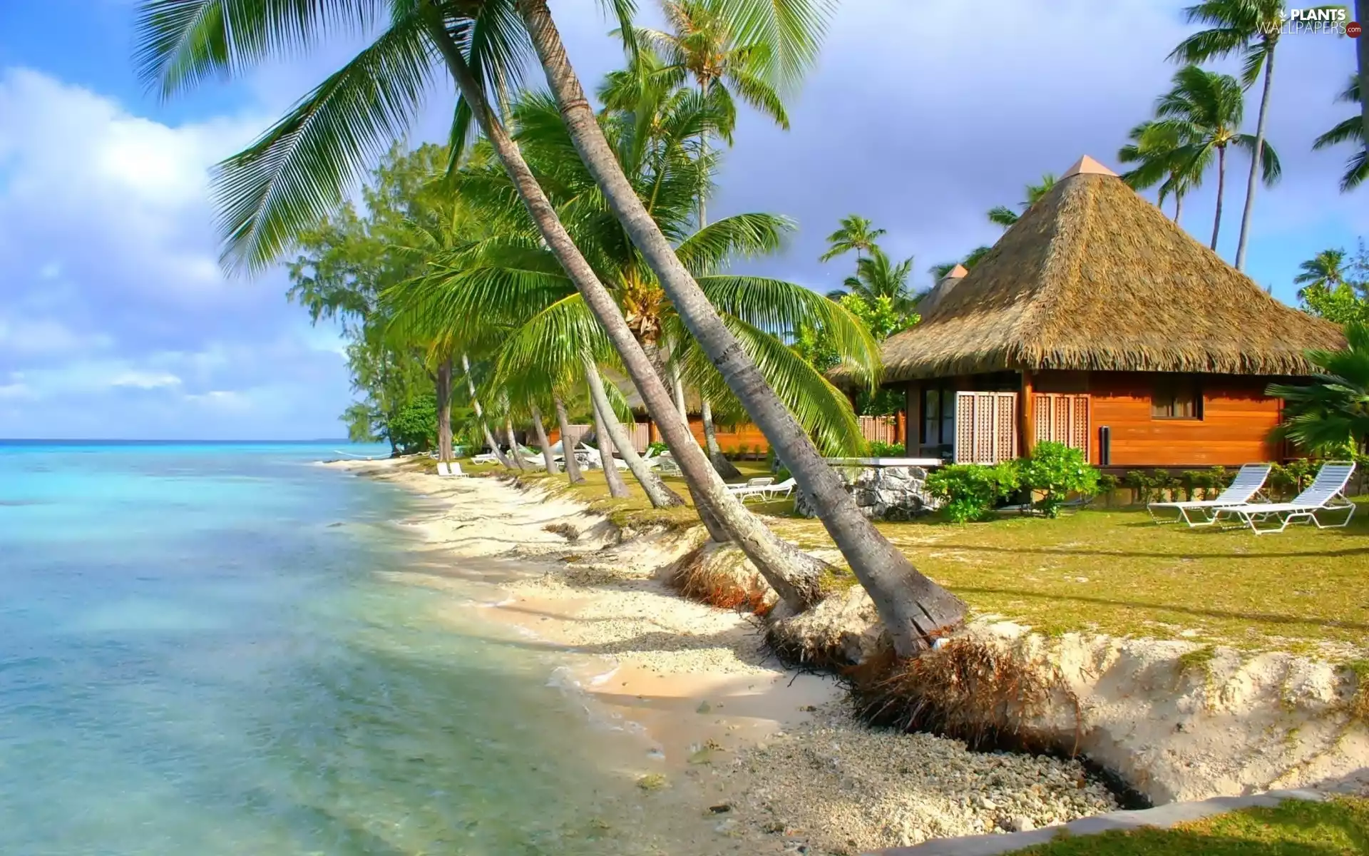 Palms, sea, Rangiroa Atoll, Houses, French Polynesia