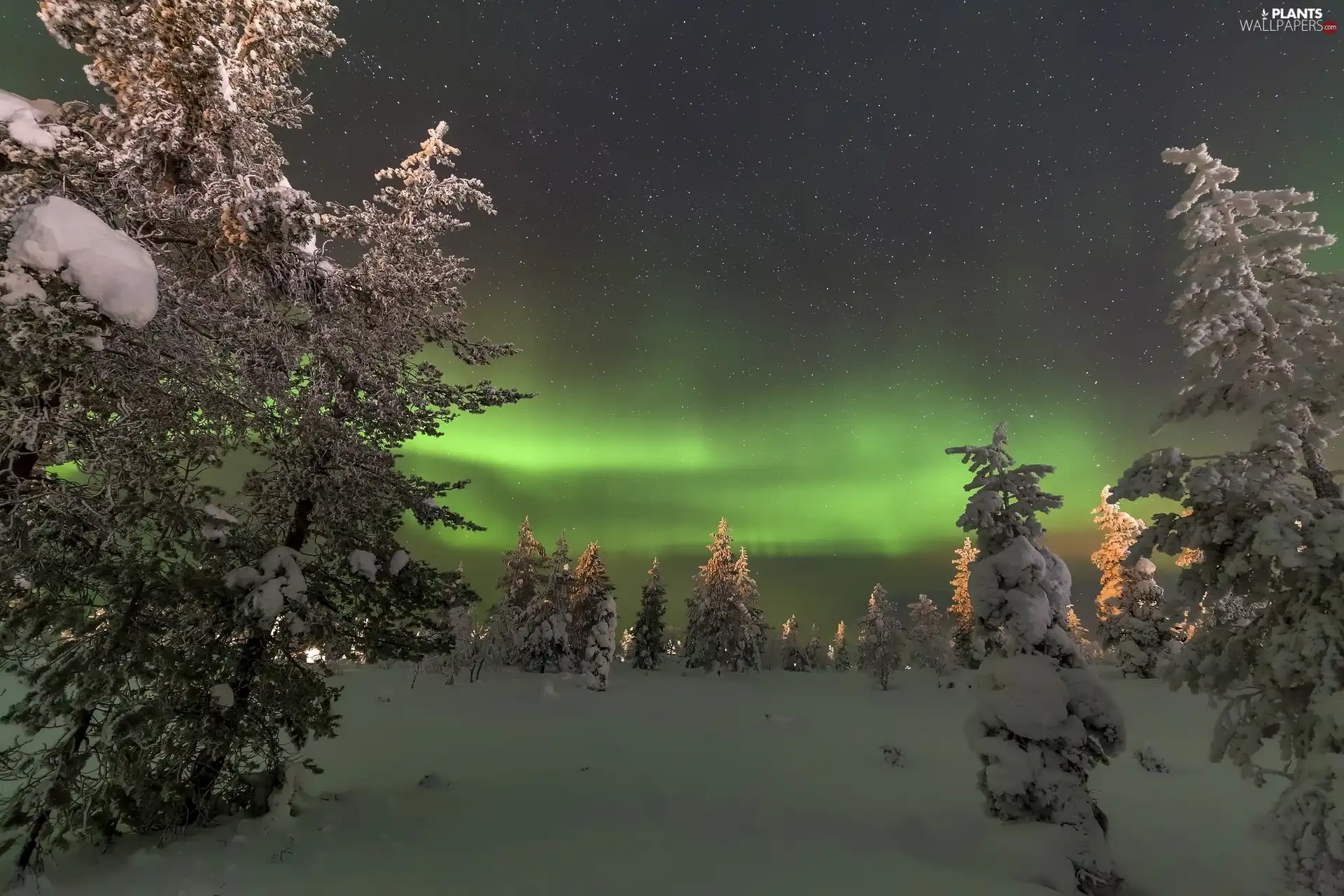 viewes, winter, Spruces, aurora polaris, Snowy, trees