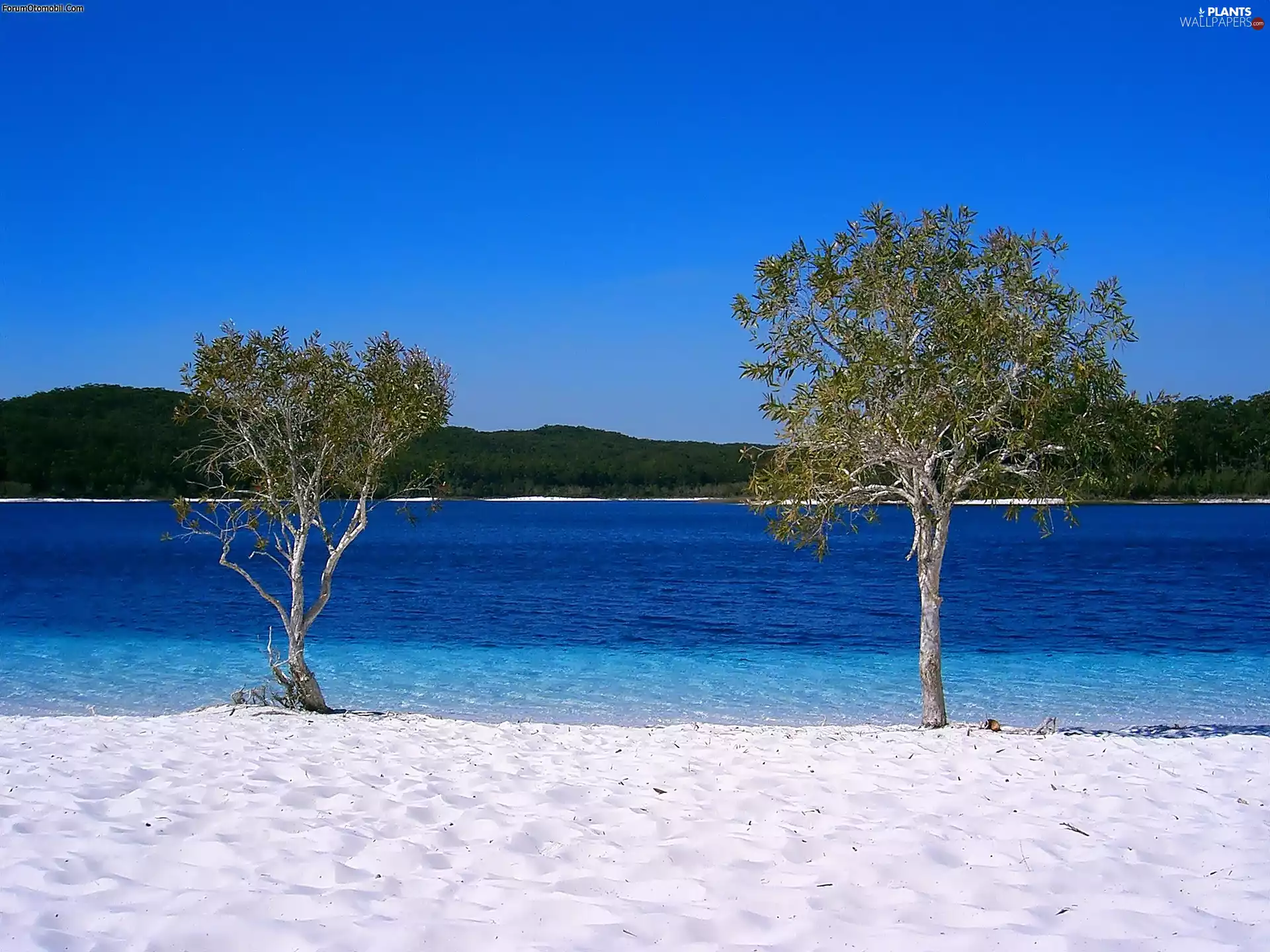trees, Island, lake, Australia, viewes, Frazer Island