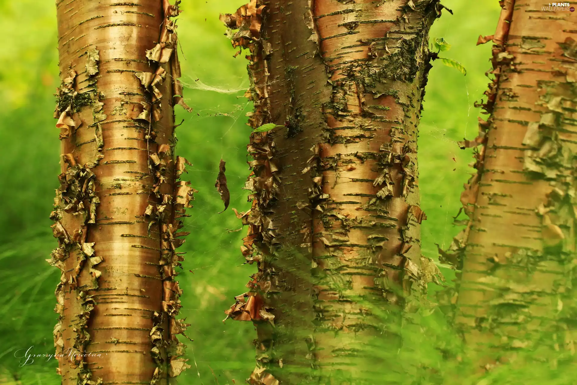 birch-tree, Golden automobile, cork, Sweet Birch