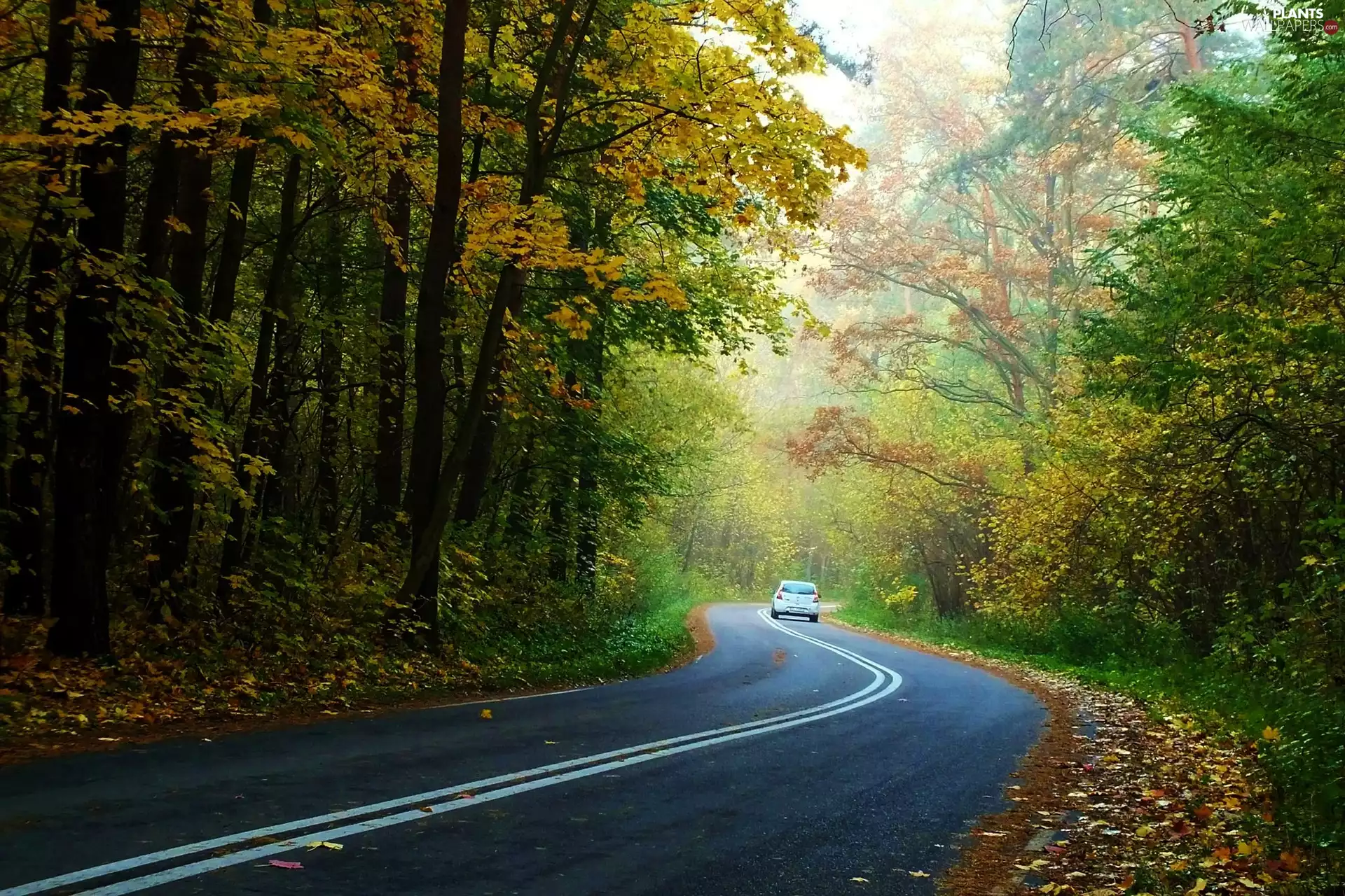 Leaf, Automobile, trees, viewes, Way