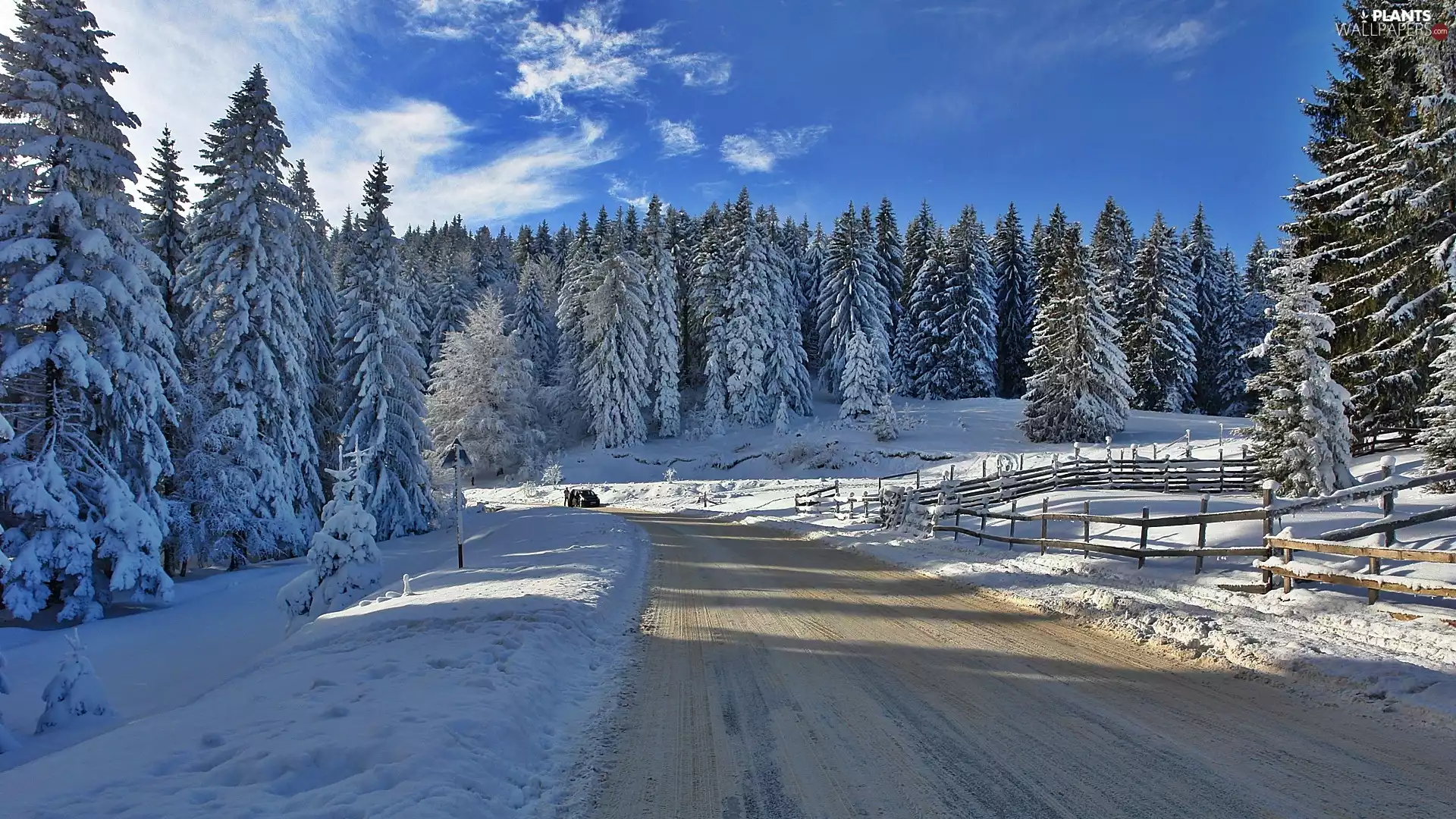 Snowy, forest, viewes, Automobile, Way, trees, winter