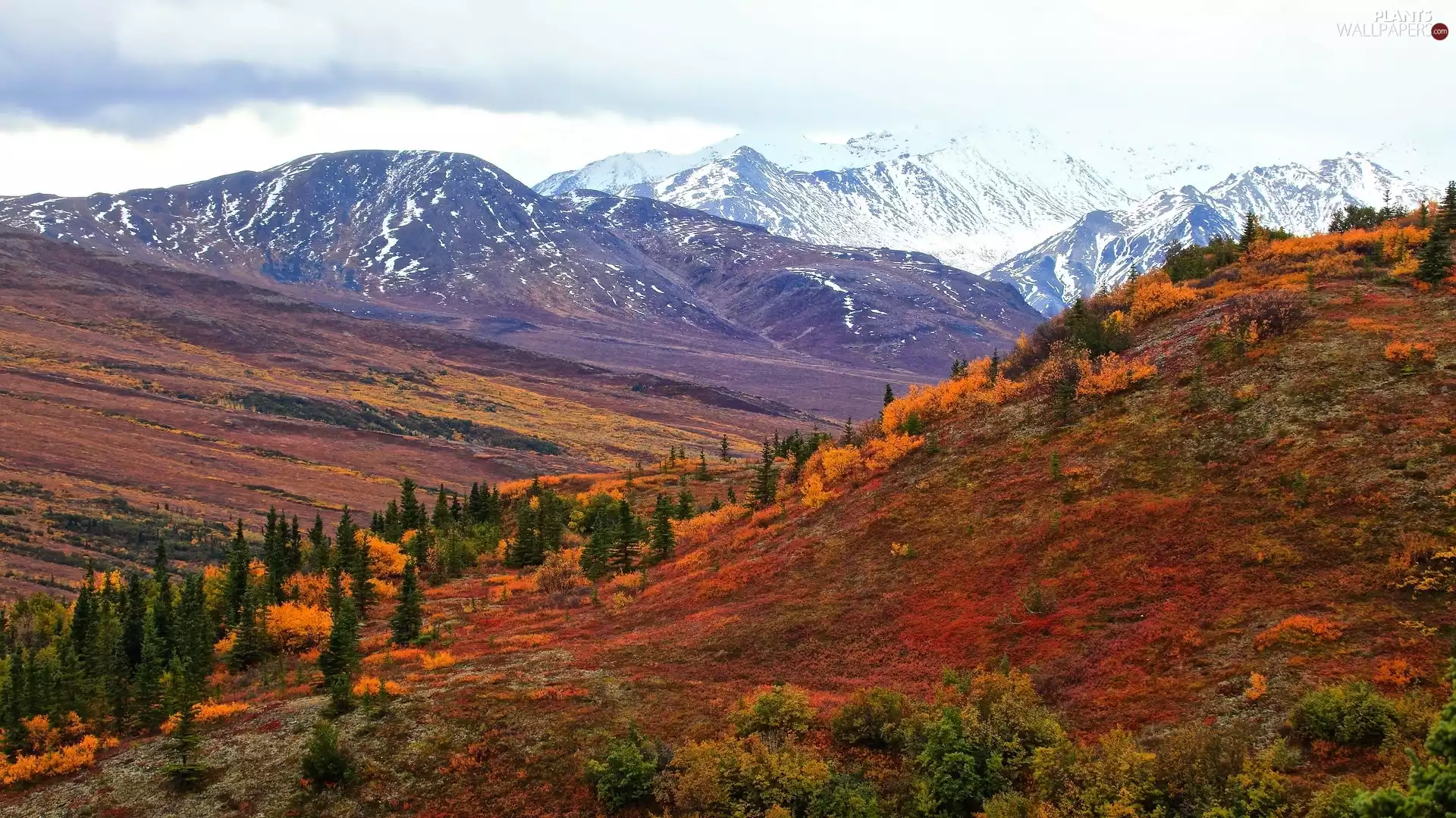 color, Mountains, Alaska, The United States, Bush, autumn