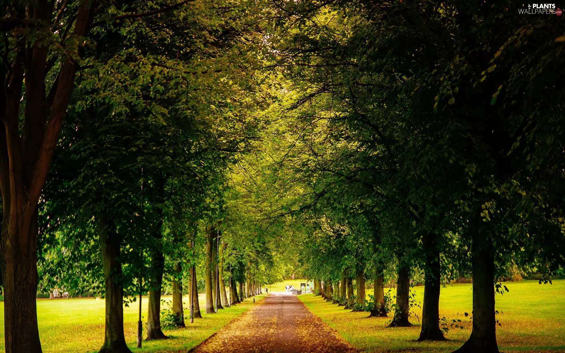 trees, Park, Leaf, autumn, viewes, alley