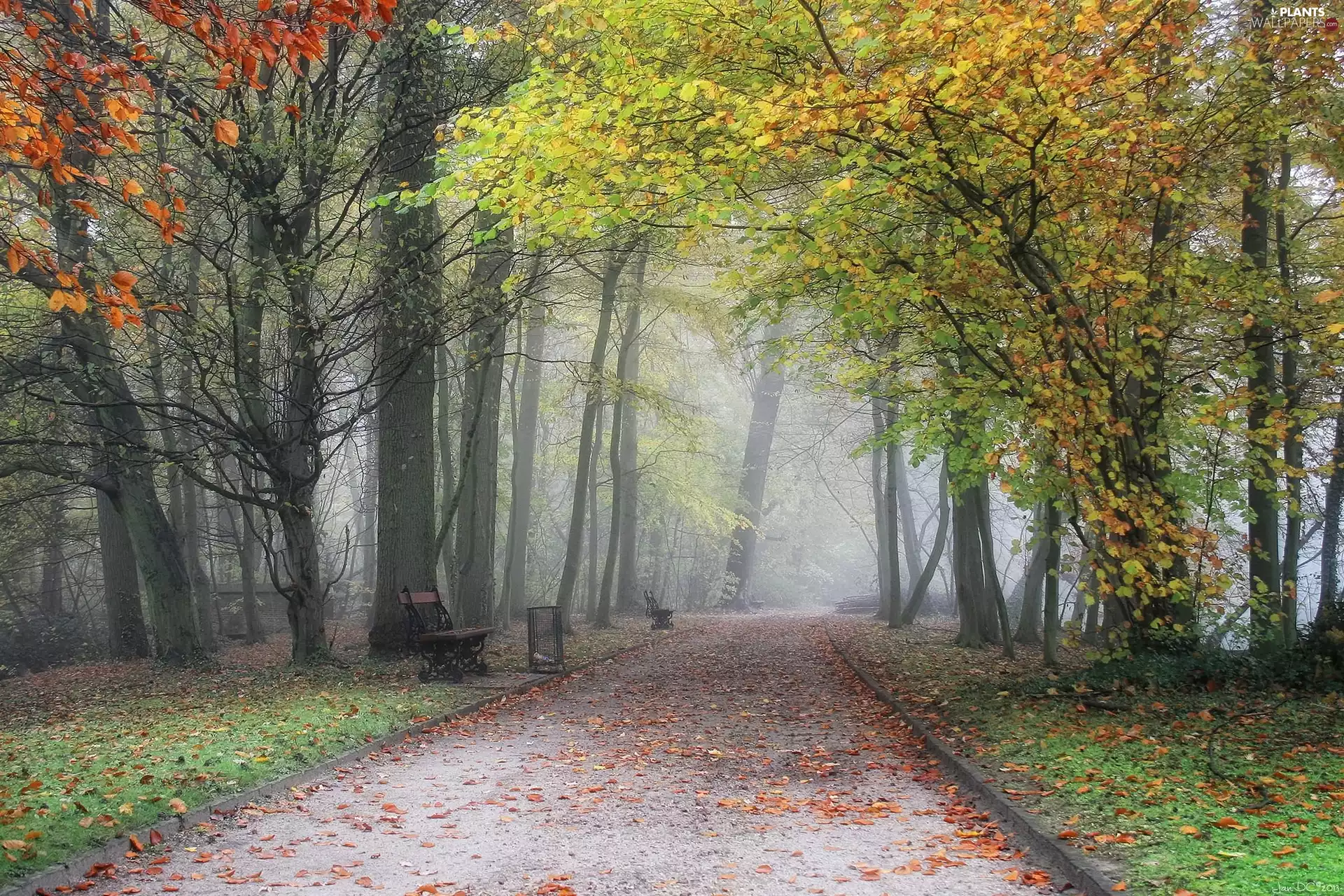 Leaf, autumn, alley, Fog, Park