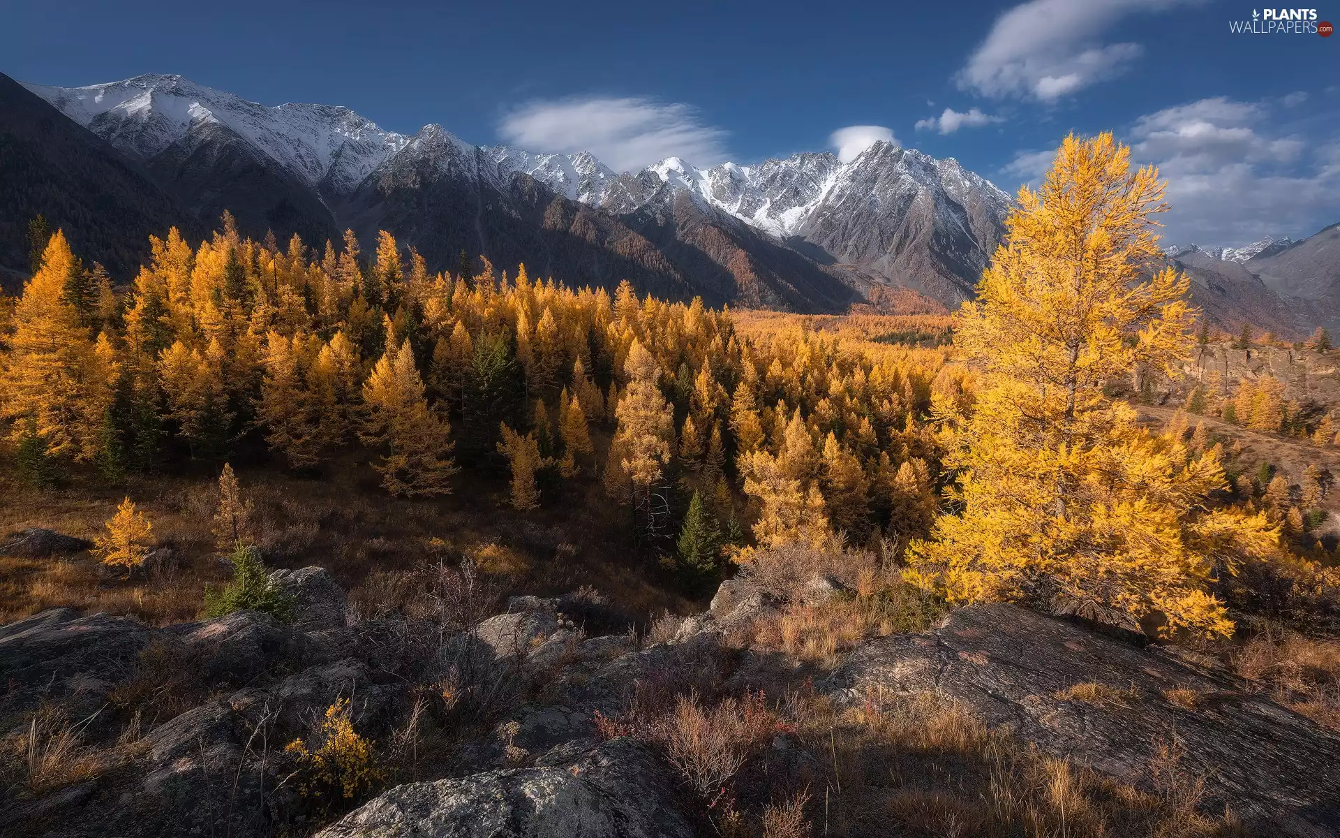autumn, trees, Russia, viewes, Altai Republic, Altai, Mountains, Valley