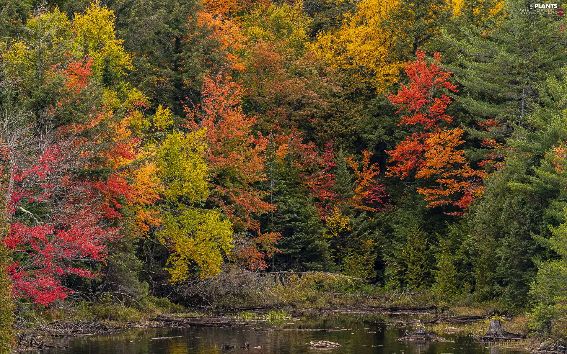 trees, color, Leaf, autumn, viewes, Autumn