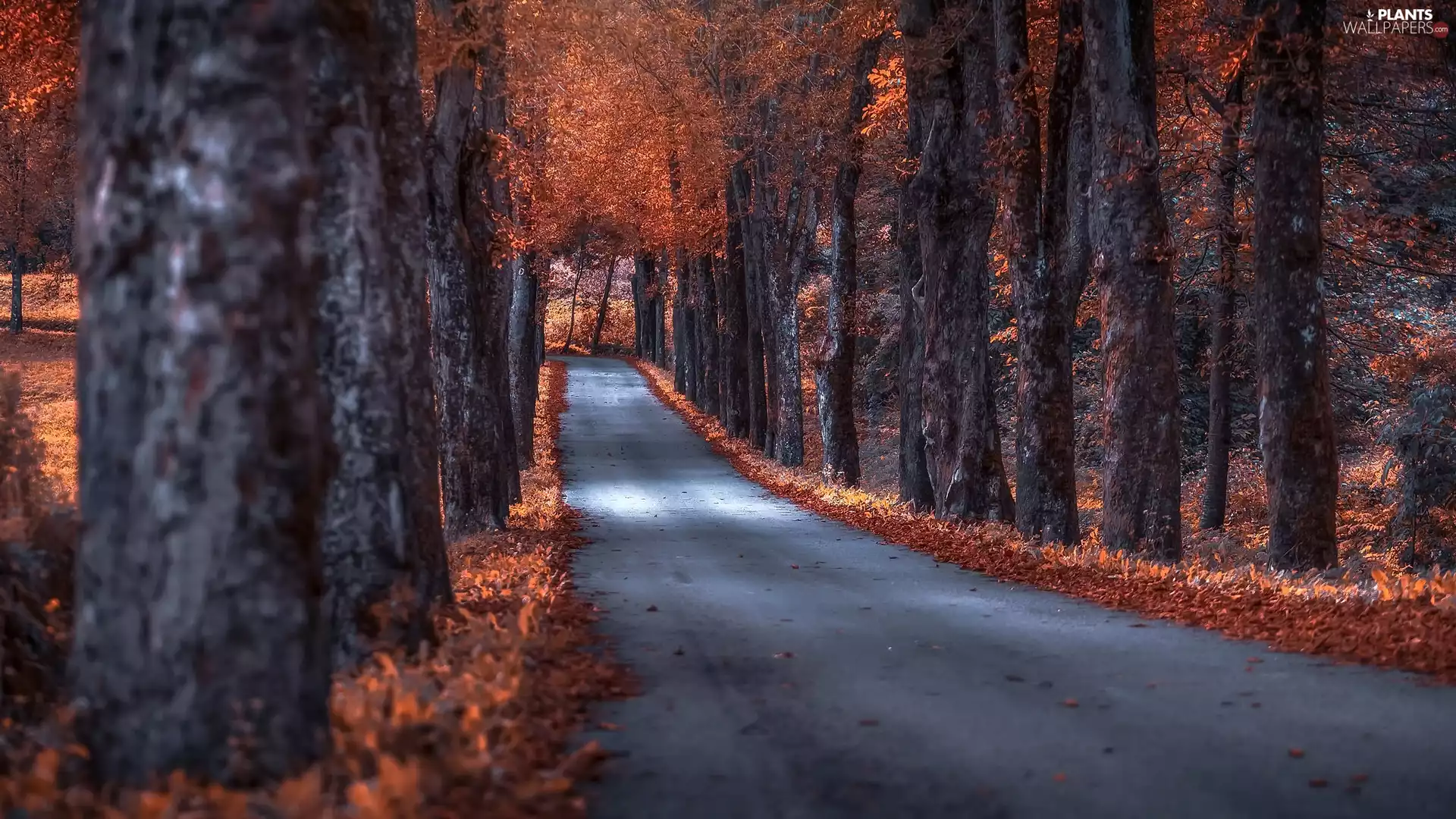 viewes, autumn, Avenues, trees, Way