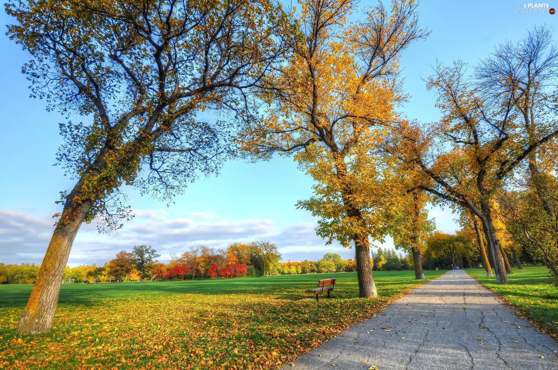 viewes, autumn, Bench, trees, Way