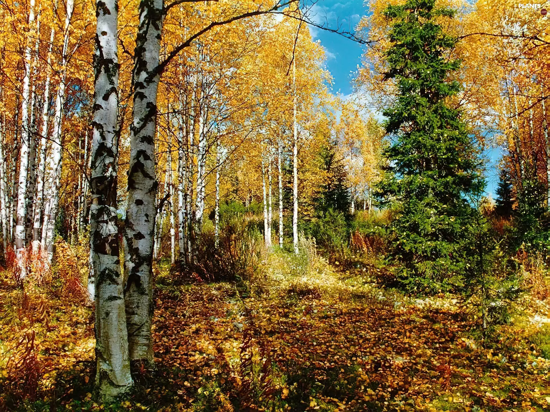 autumn, forest, birch
