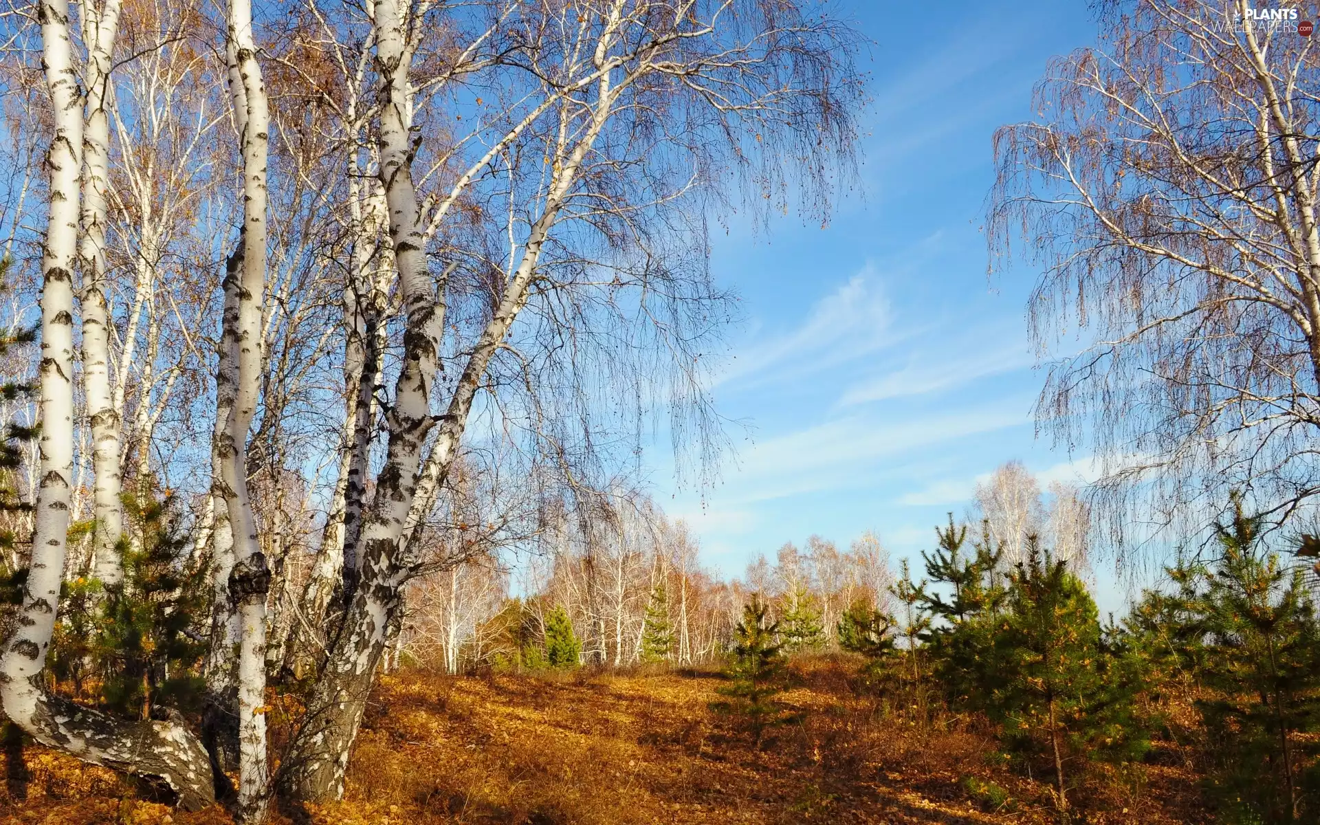 Path, autumn, birch, Leaf, forest