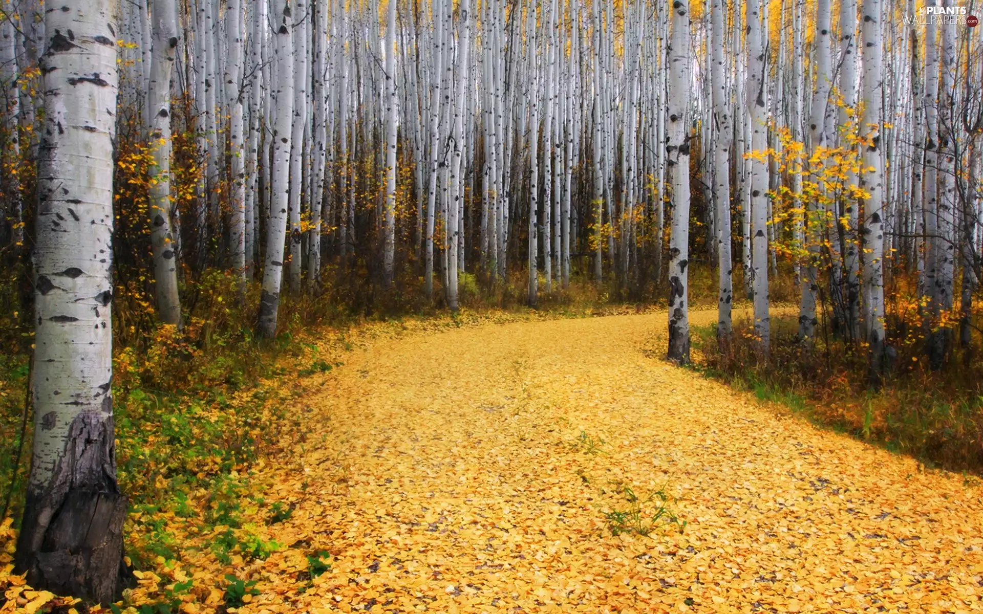 Leaf, autumn, birch, Way, forest
