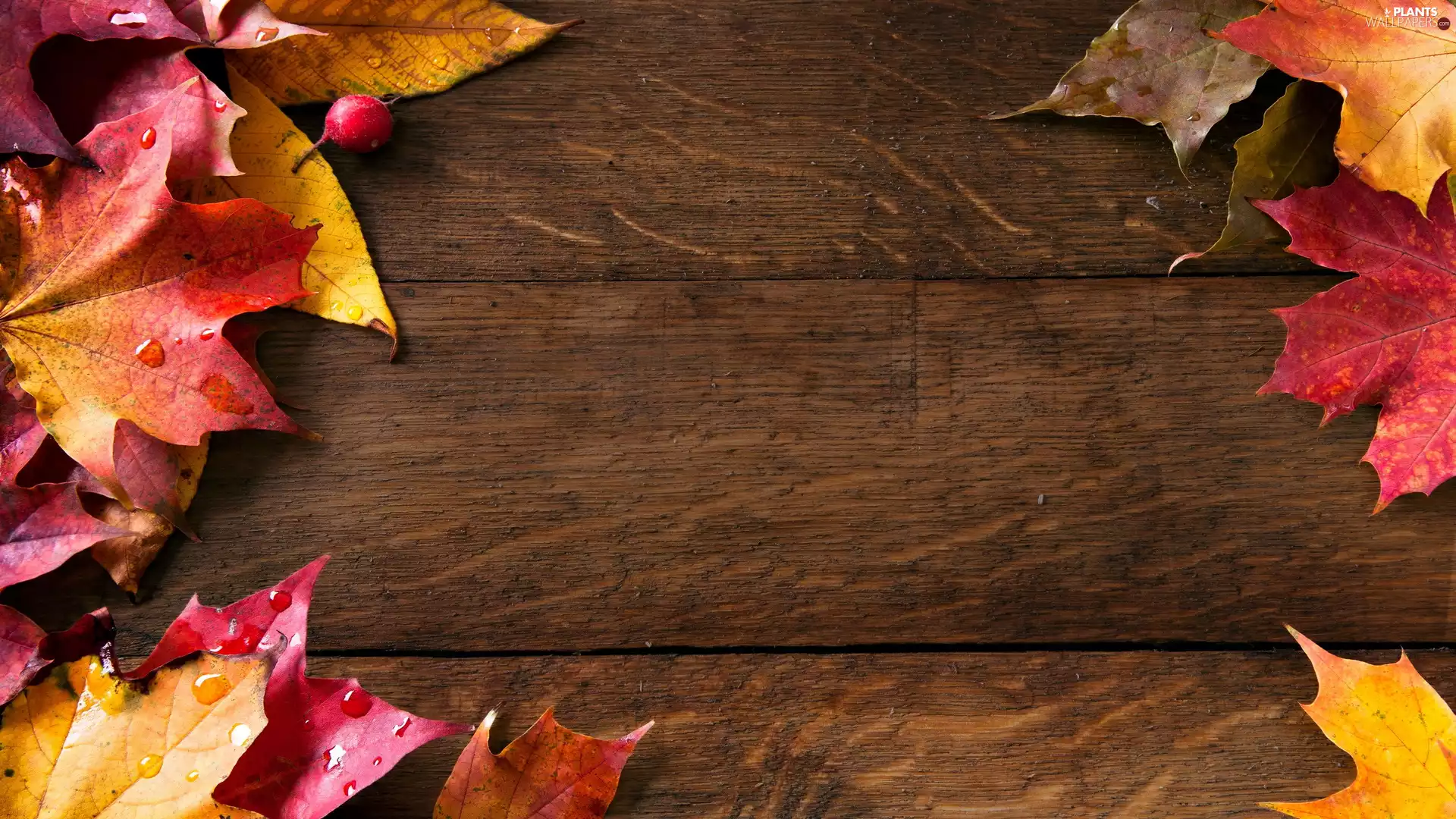 boarding, color, Leaf, Autumn