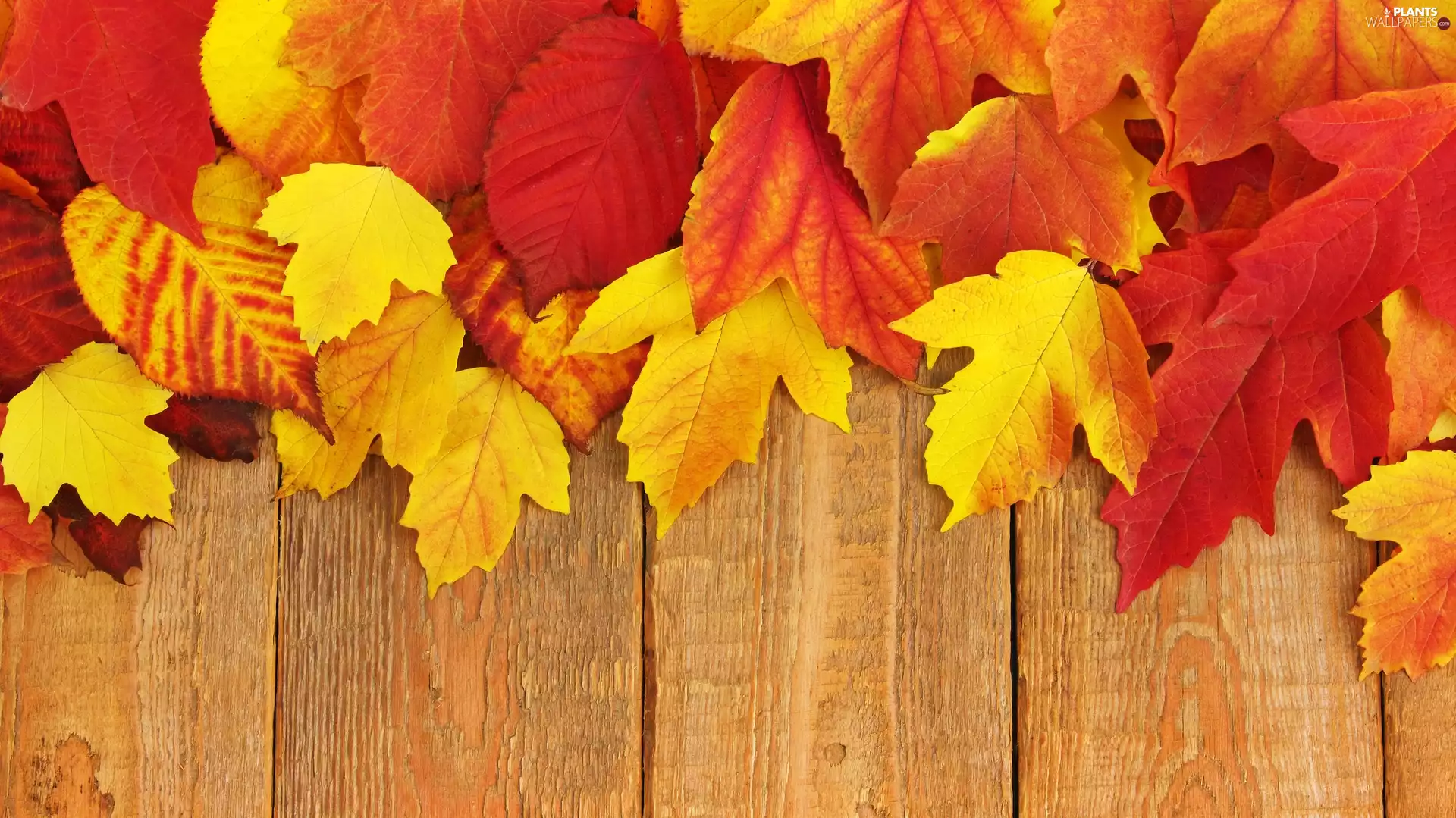 autumn, Leaf, boarding