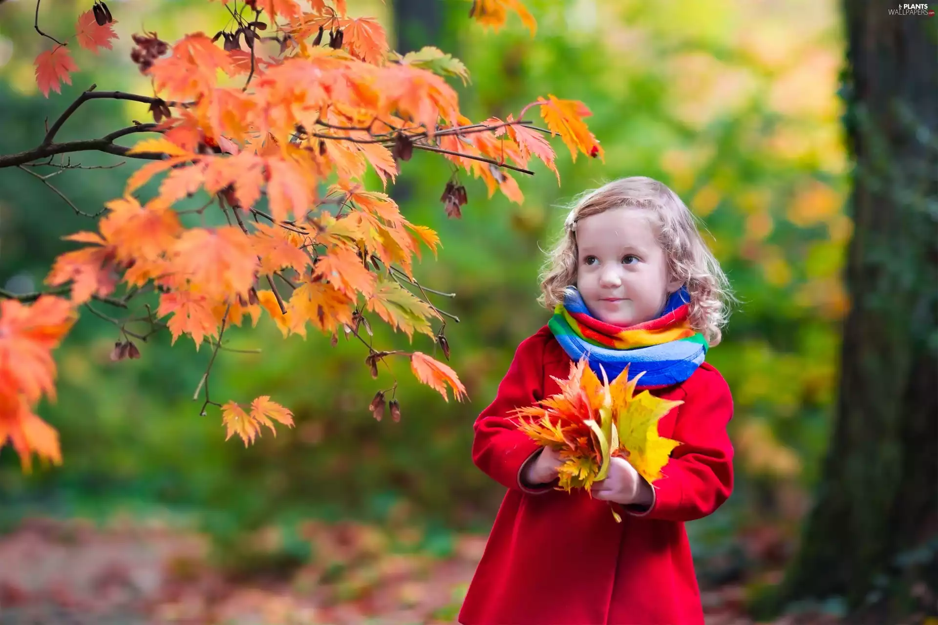 Leaf, girl, viewes, autumn, trees, bouquet
