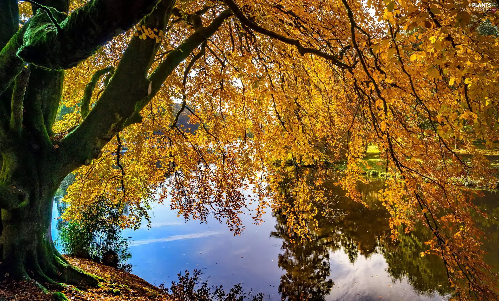 autumn, Wiltshire County, trees, Stourhead Estate, England, lake, branch pics