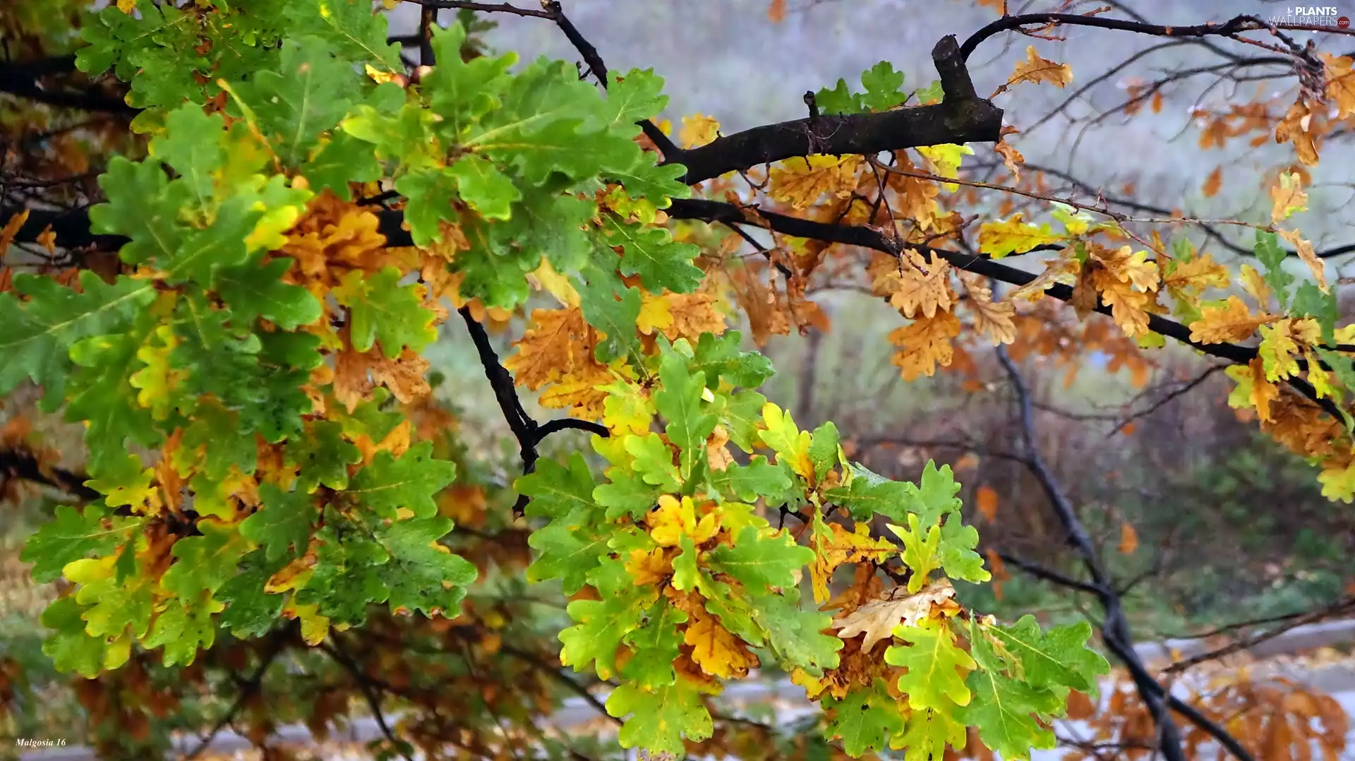 oak, autumn, branch pics, Leaf