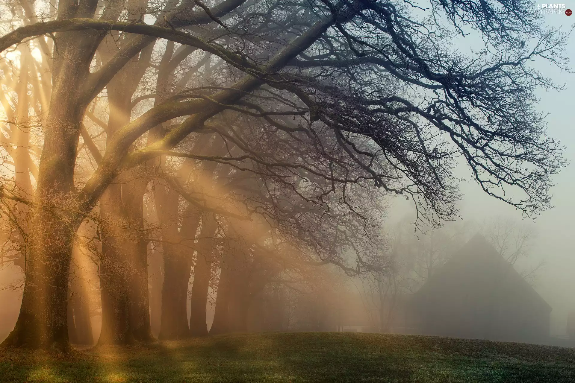 viewes, light breaking through sky, Fog, trees, autumn