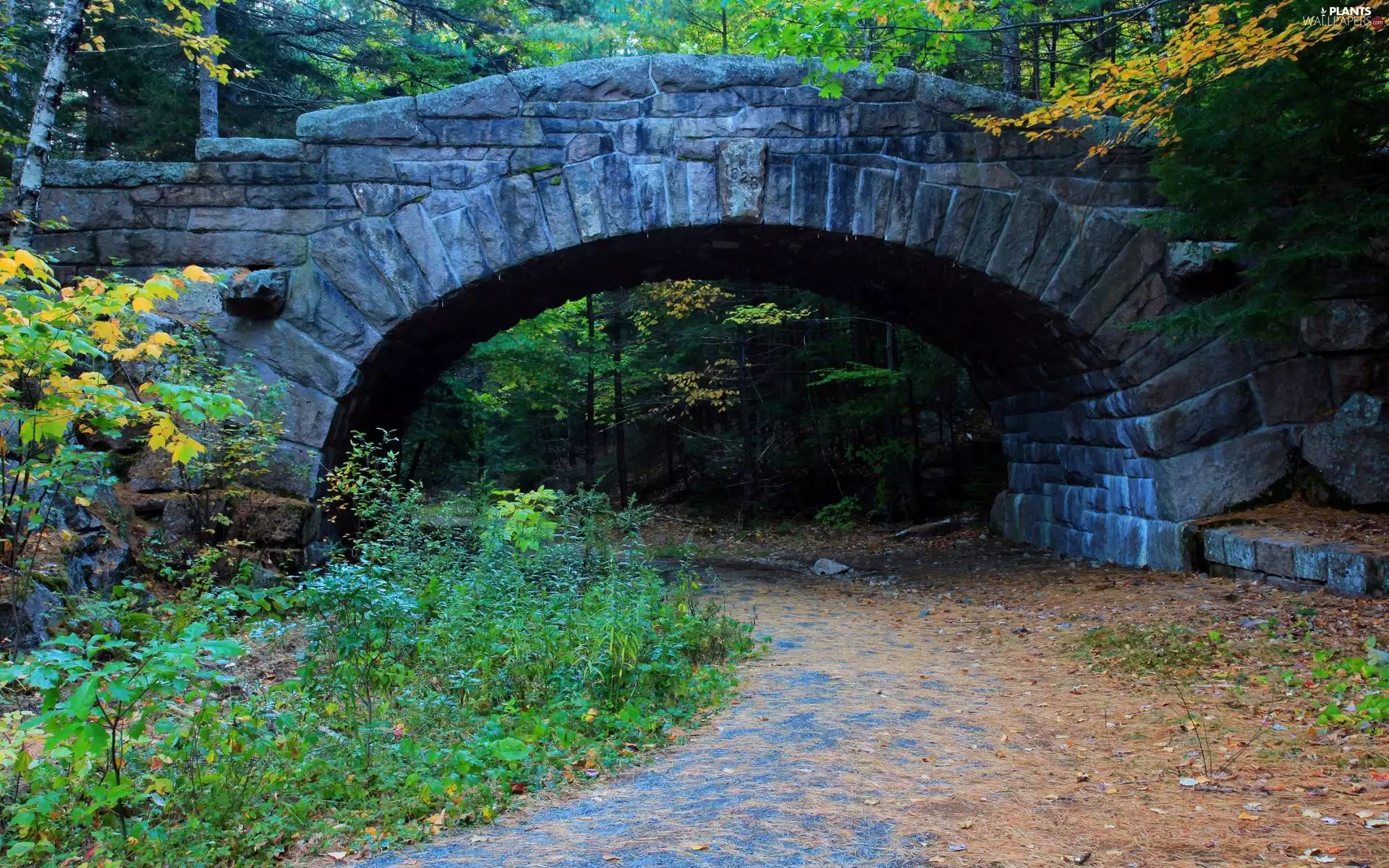 Bush, autumn, bridge, Way, forest