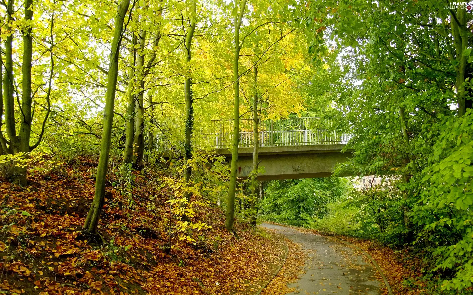 trees, Way, Leaf, autumn, viewes, bridge