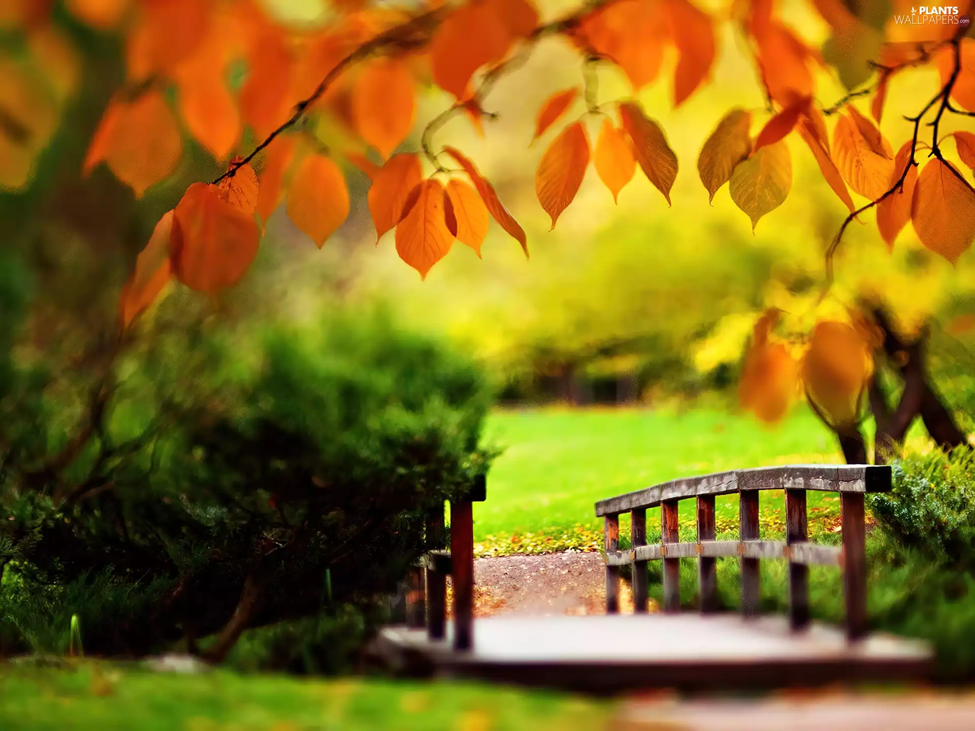 bridges, Leaf, autumn, Autumn