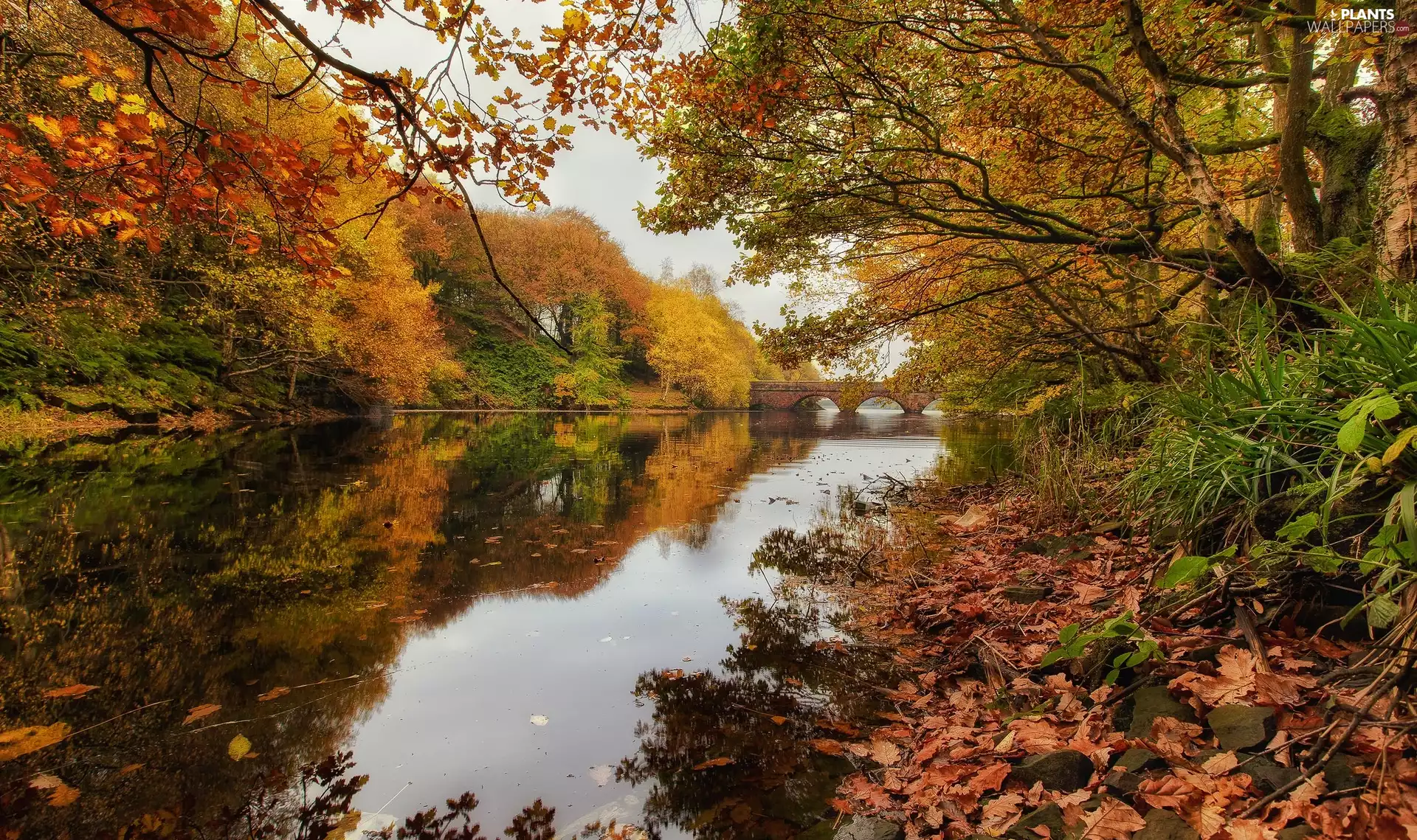viewes, autumn, bridges, trees, River
