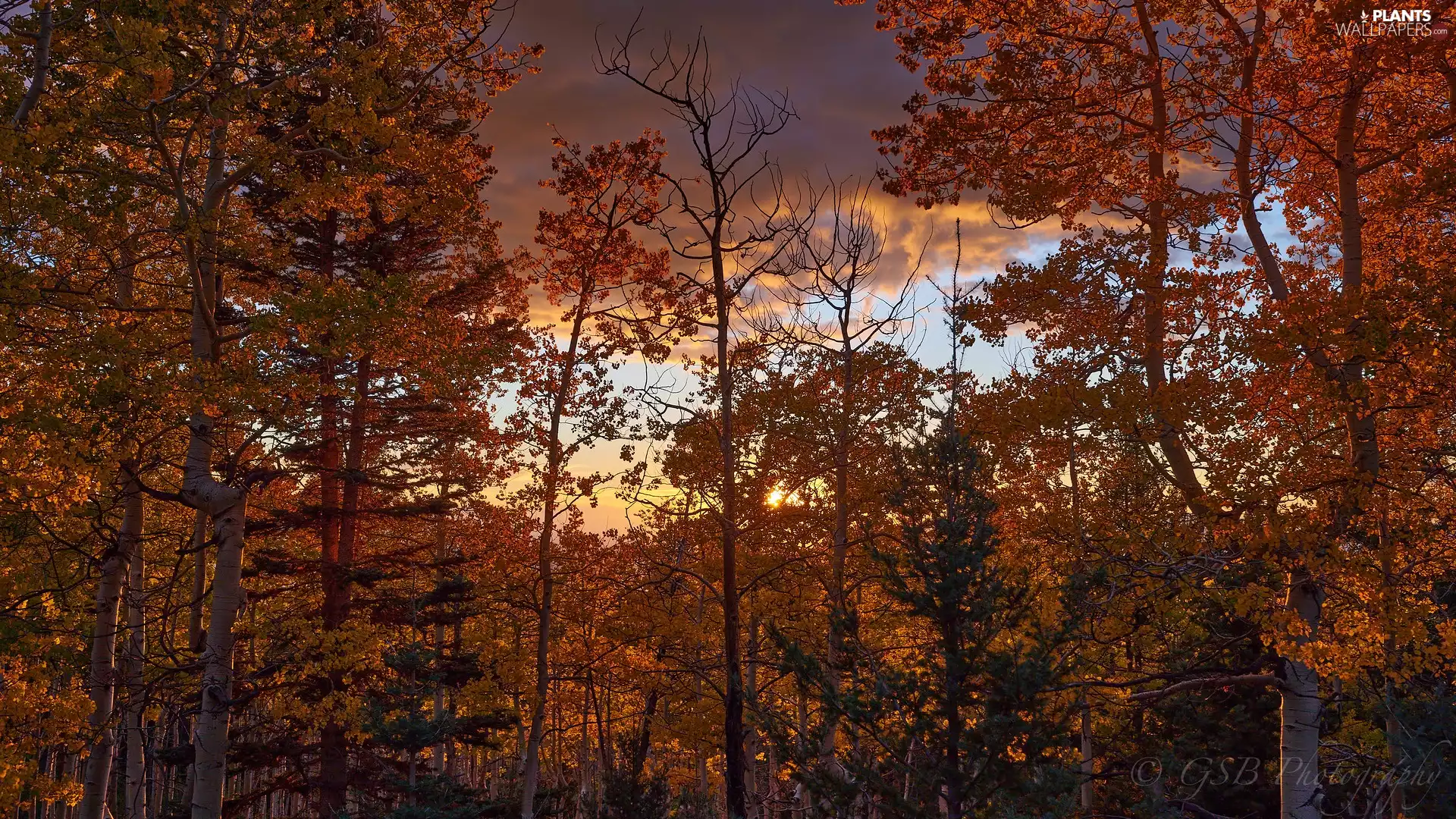 viewes, autumn, Brown, trees, forest