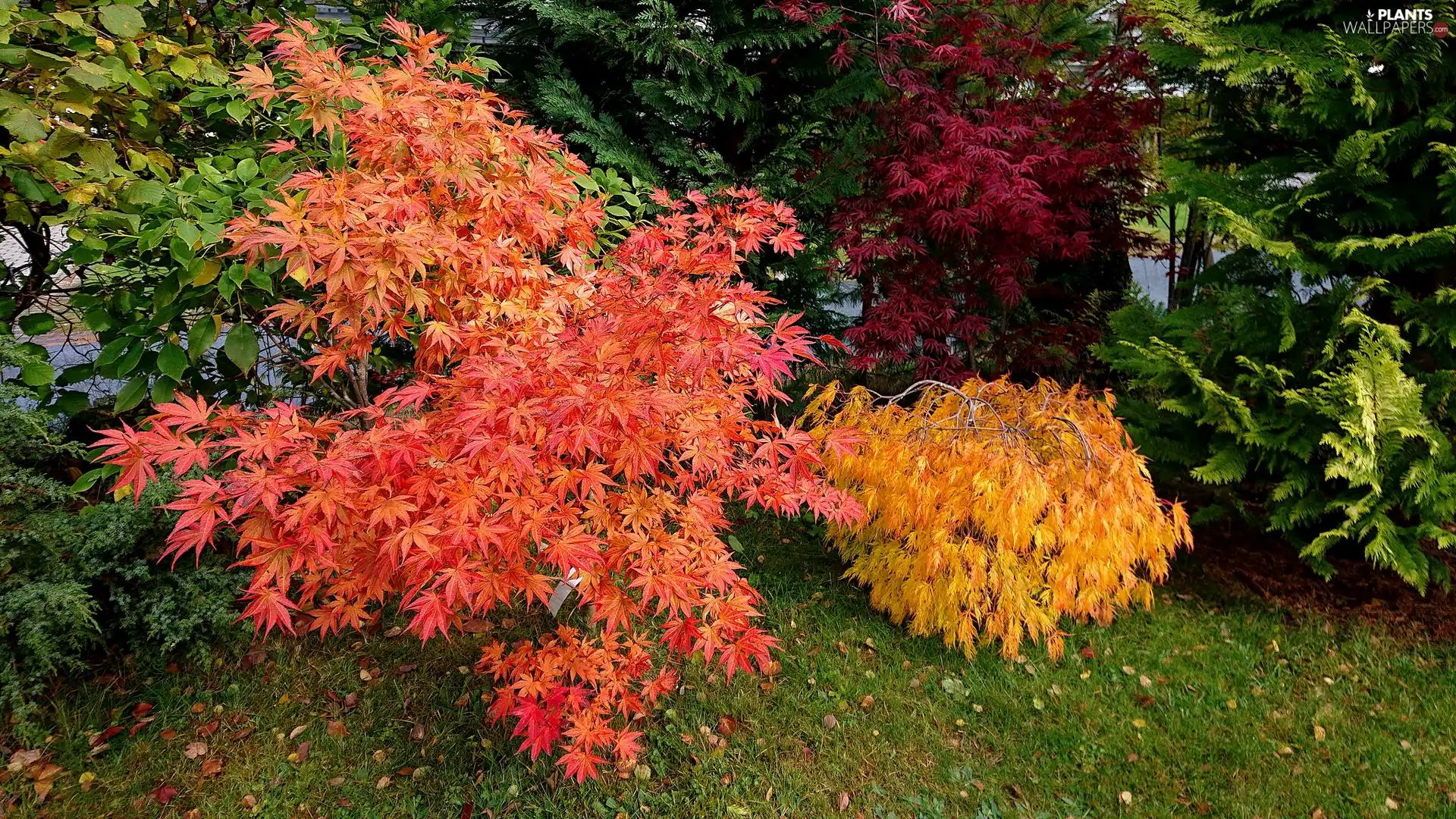 autumn, color, Bush
