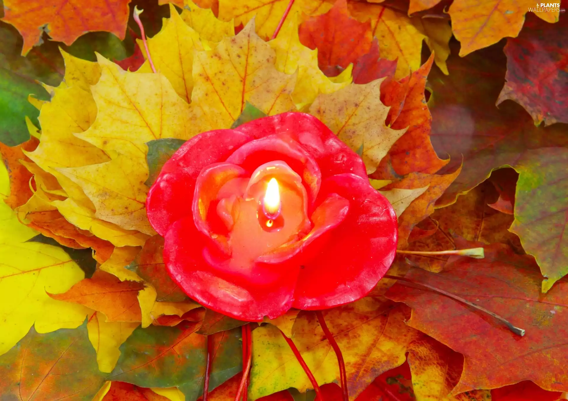 autumn, Leaf, Candle