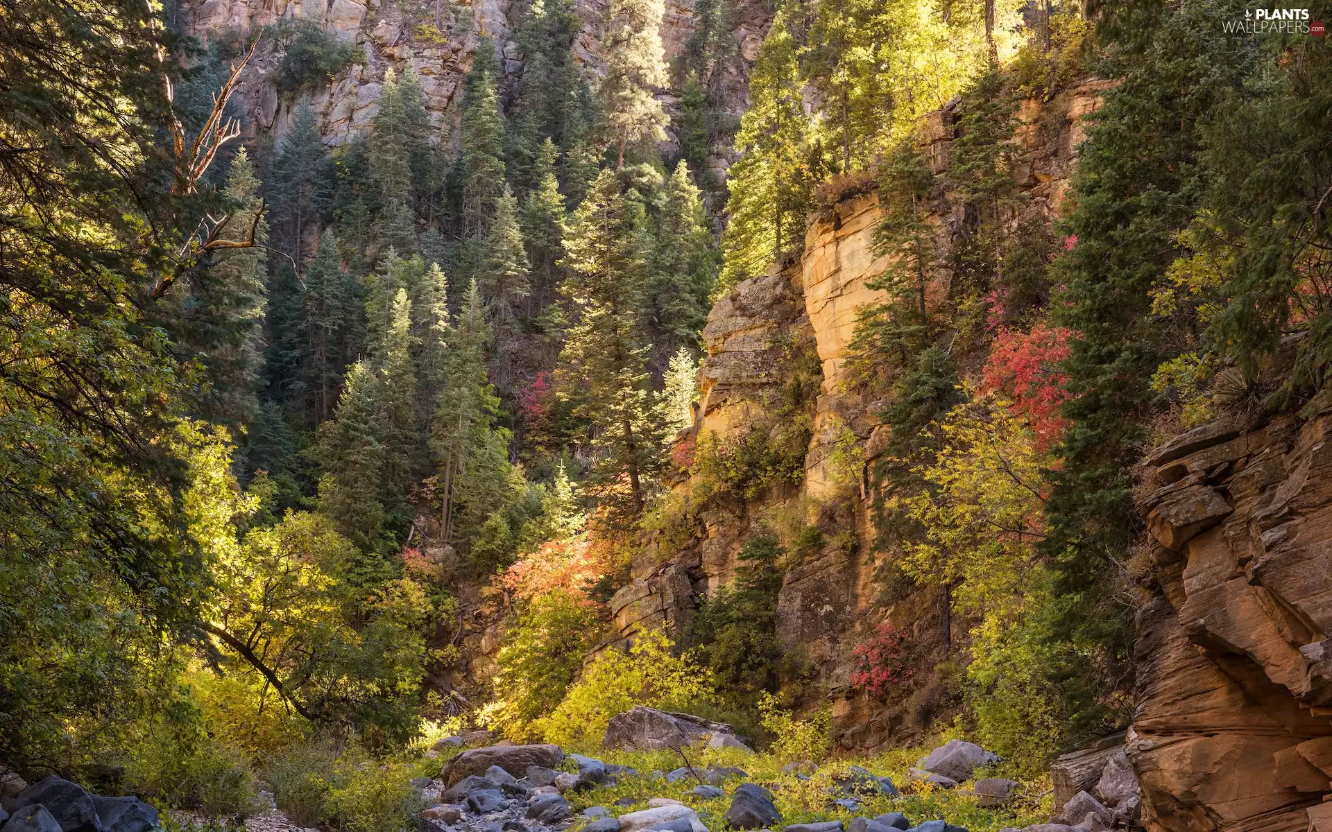 trees, rocks, VEGETATION, autumn, viewes, canyon