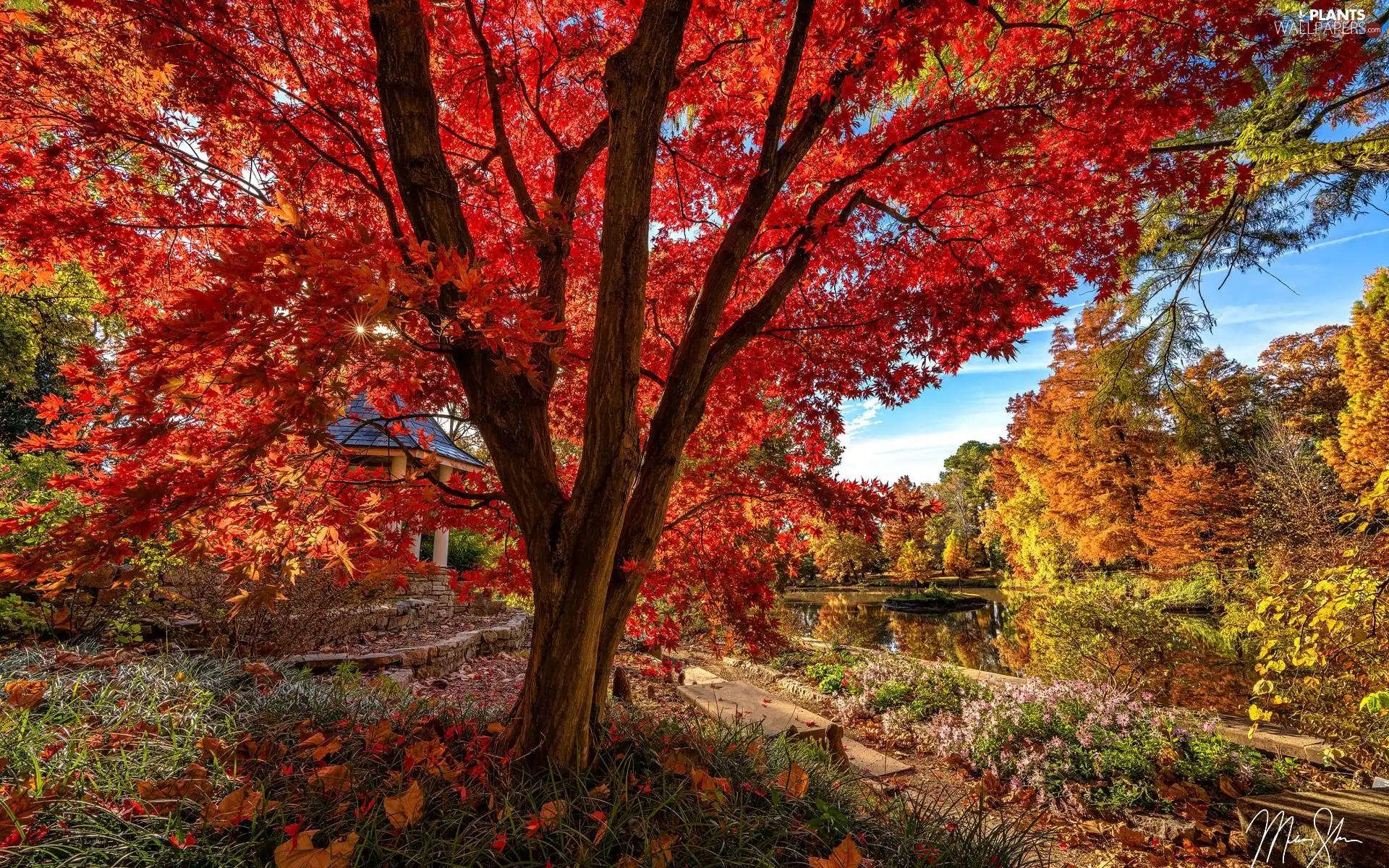 trees, Pond - car, Leaf, maple, Park, viewes, autumn