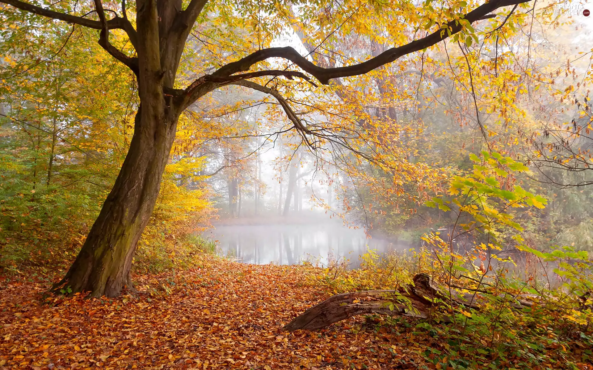viewes, Pond - car, Fog, trees, Park, Leaf, autumn