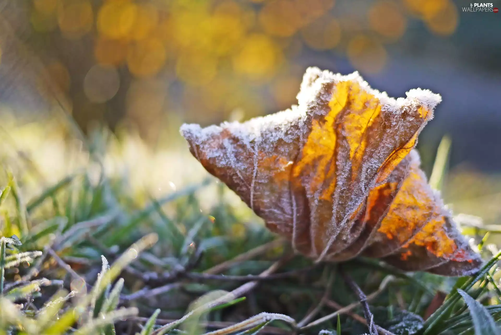 White frost, grass, Autumn, leaf, Close