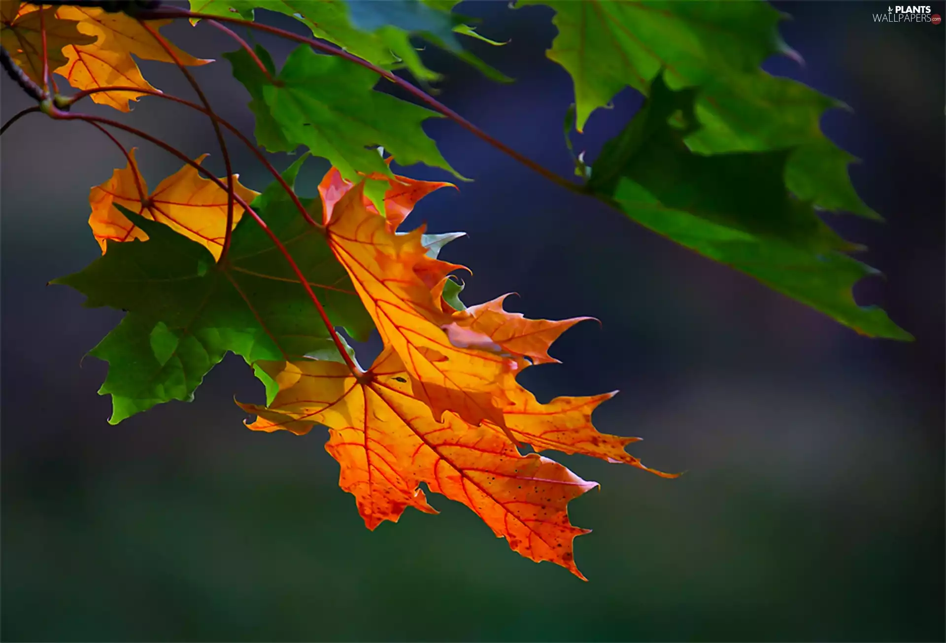Close, maple, Leaf, Autumn