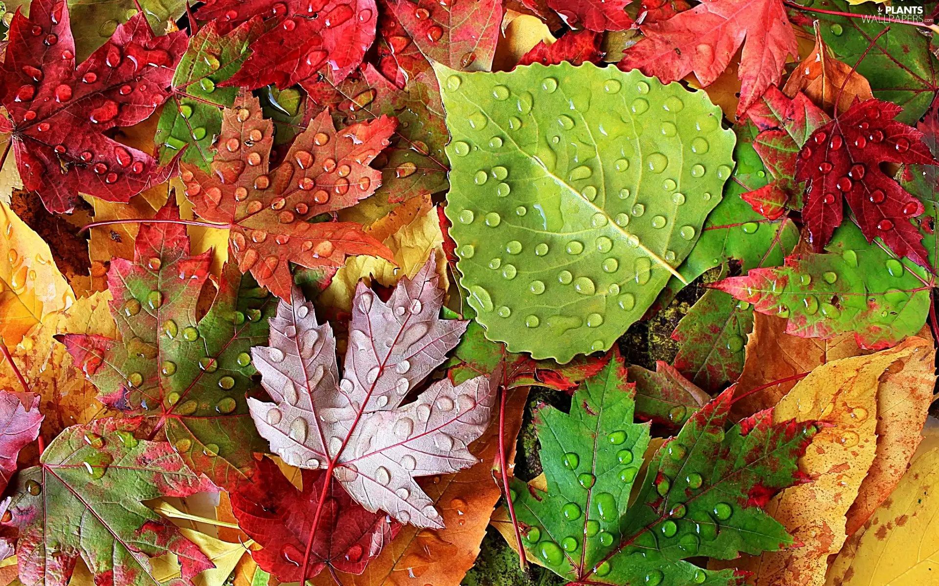 color, Leaf, drops, Autumn
