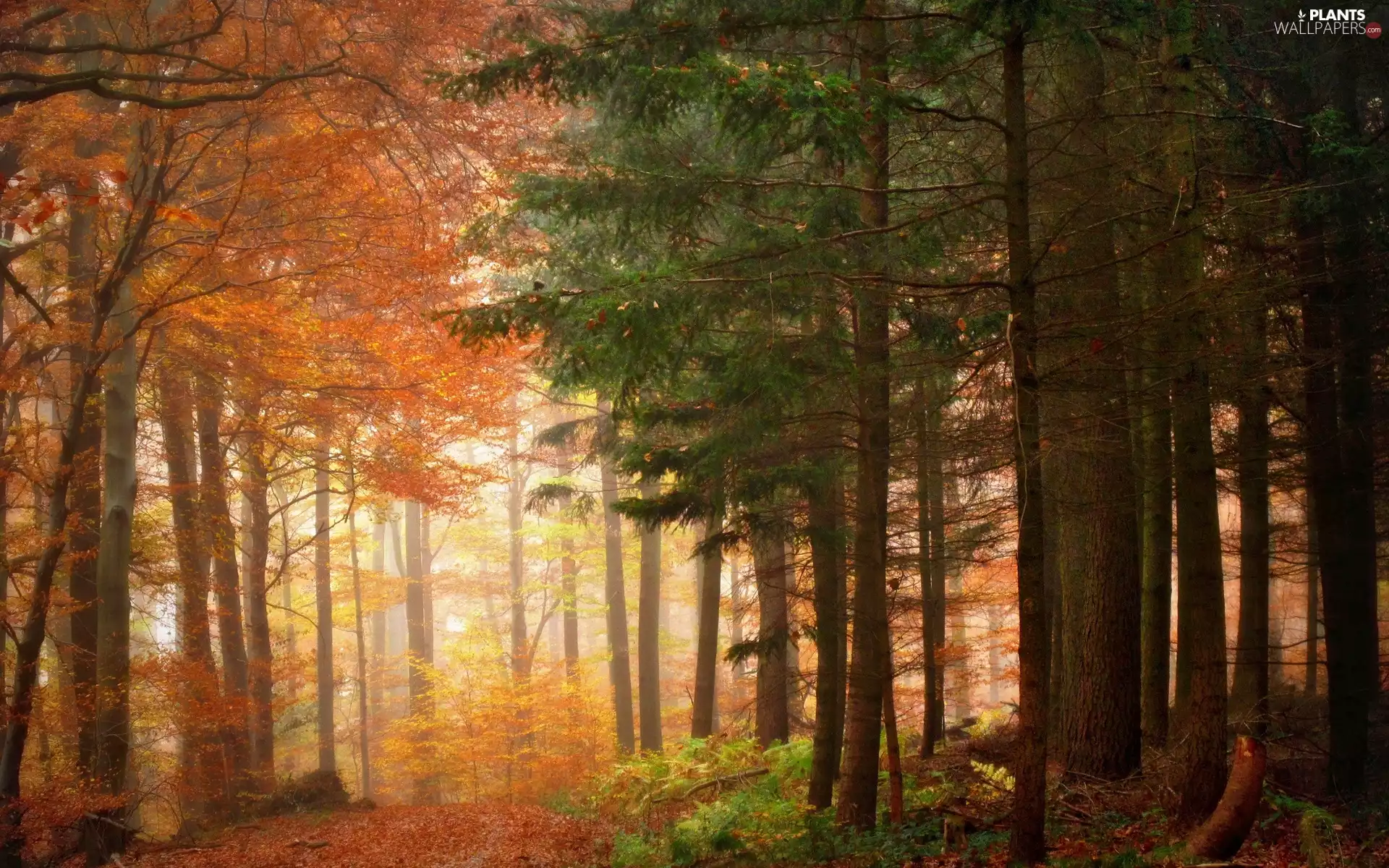 viewes, autumn, color, trees, forest